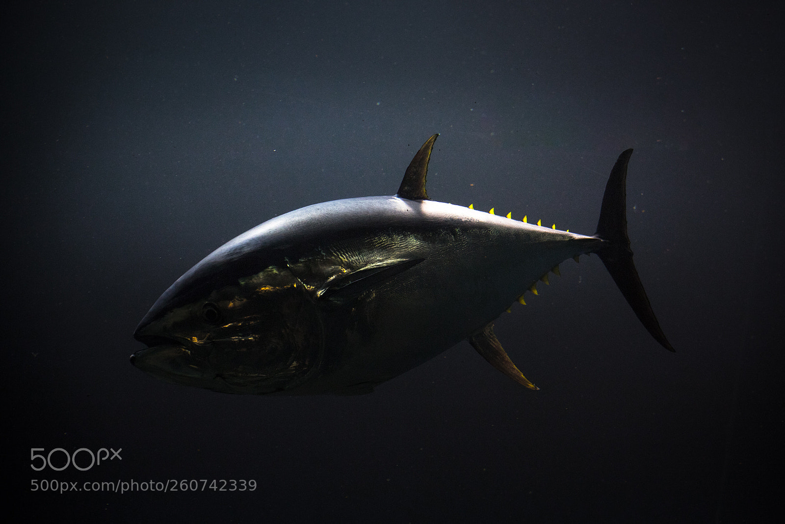 Canon EOS 6D Mark II sample photo. Thunnus thynnus photography
