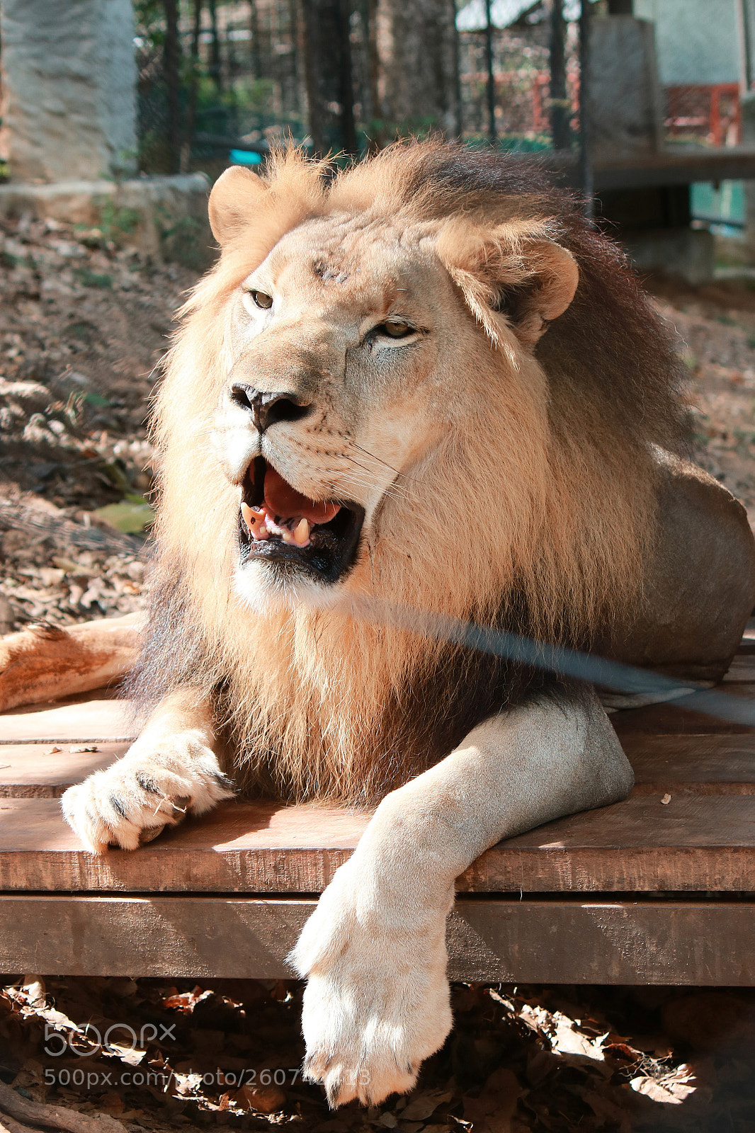 Canon EOS 760D (EOS Rebel T6s / EOS 8000D) sample photo. King of the jungle photography