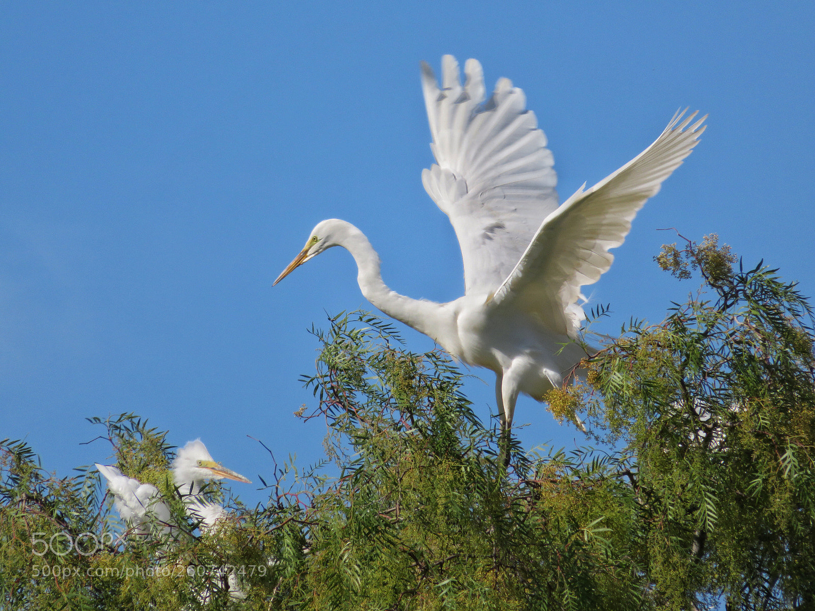 Canon PowerShot SX720 HS sample photo. Peek-a-boo photography