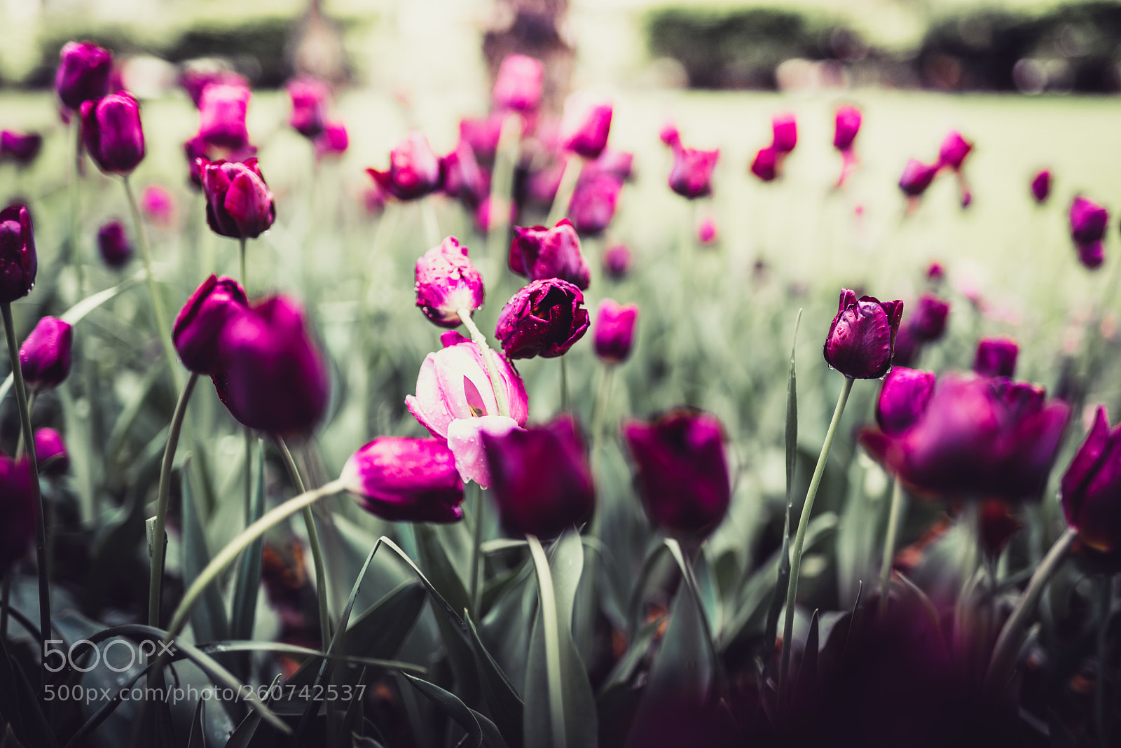 Nikon D750 sample photo. Chicago photography