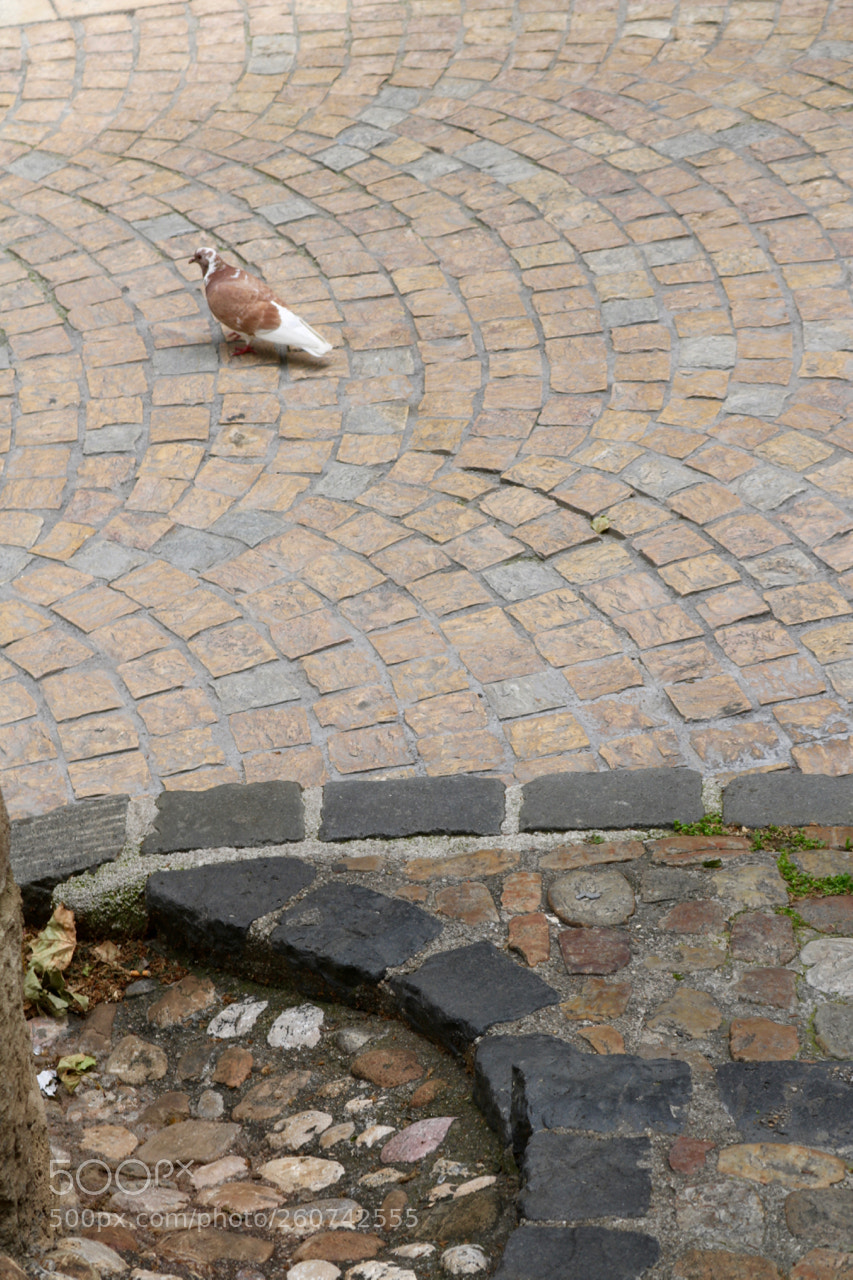 Canon EOS 750D (EOS Rebel T6i / EOS Kiss X8i) sample photo. French pigeon photography