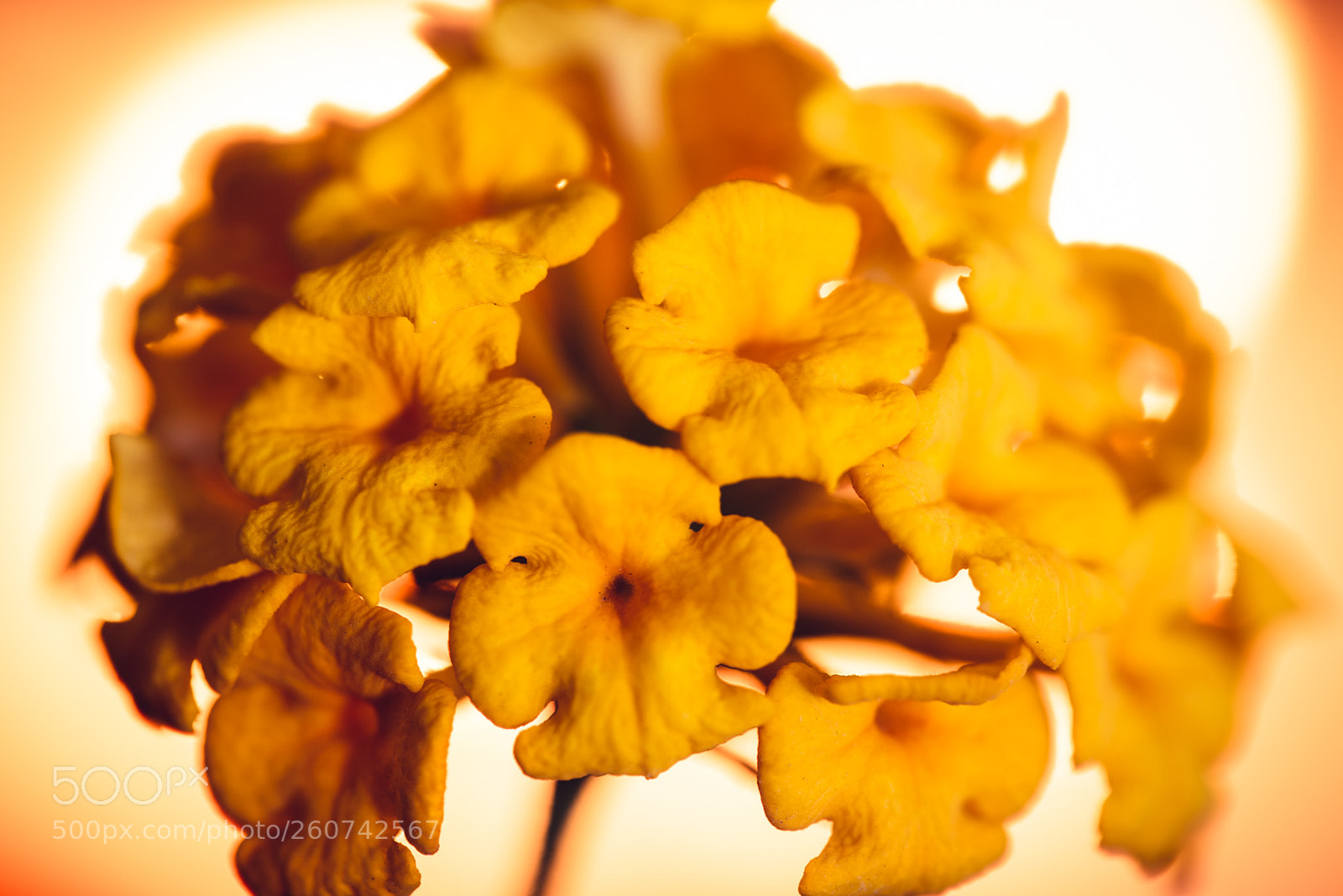 Nikon D750 sample photo. Flowers photography