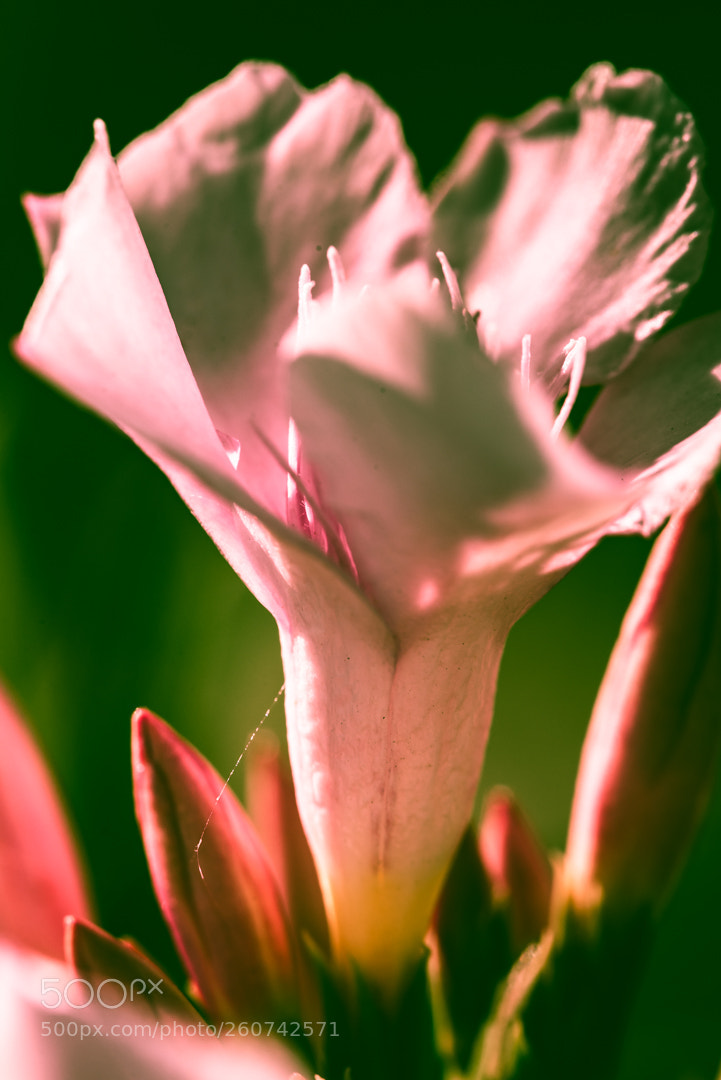 Nikon D750 sample photo. Flowers photography