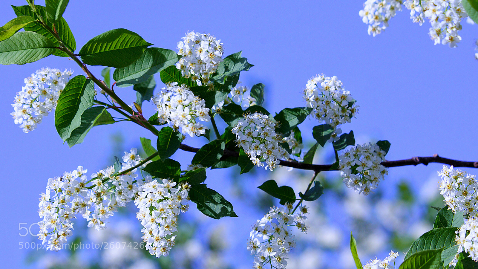 Nikon D7200 sample photo. Primavera photography
