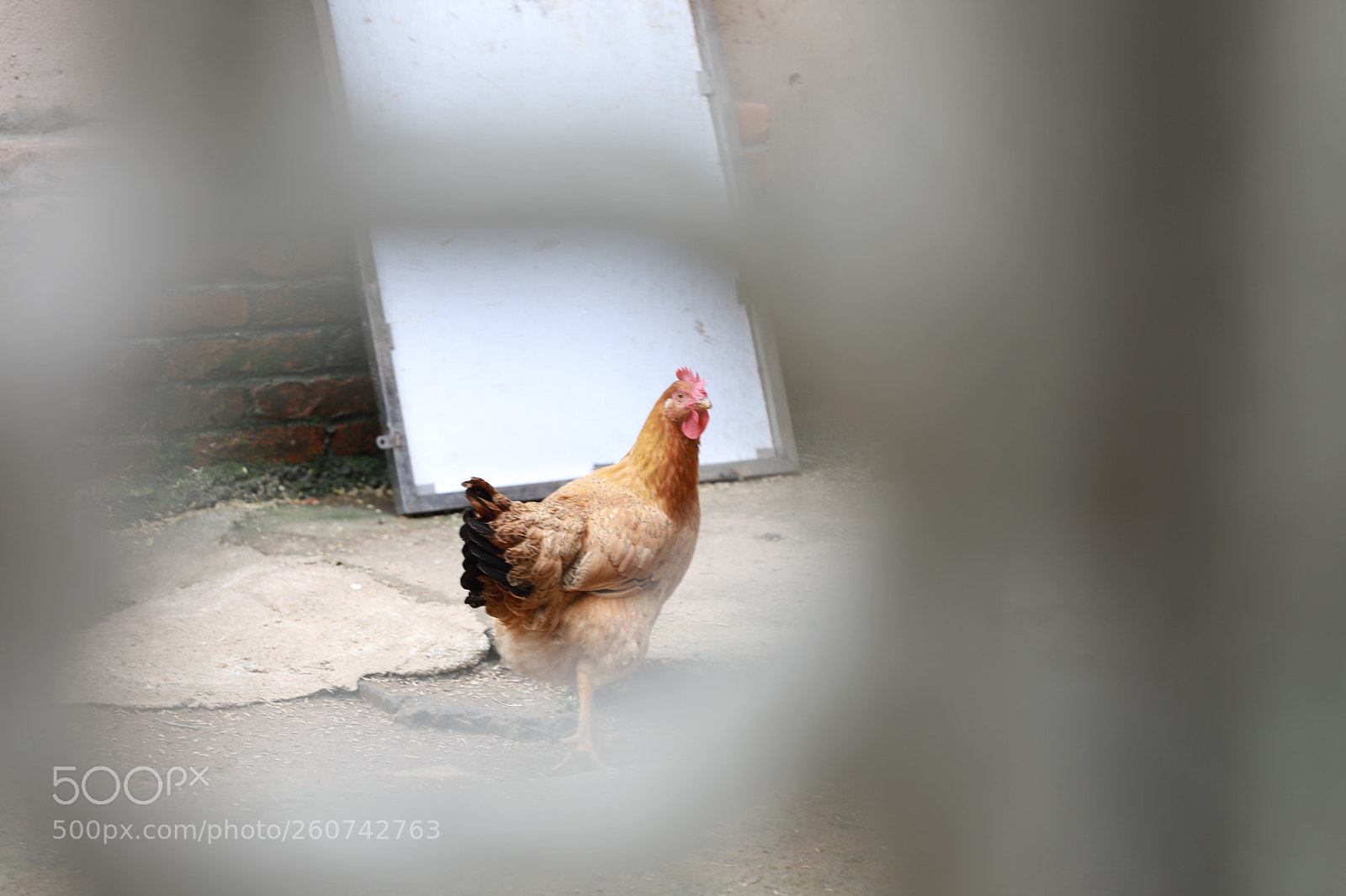 Canon EOS 5D Mark IV sample photo. Untitled photography