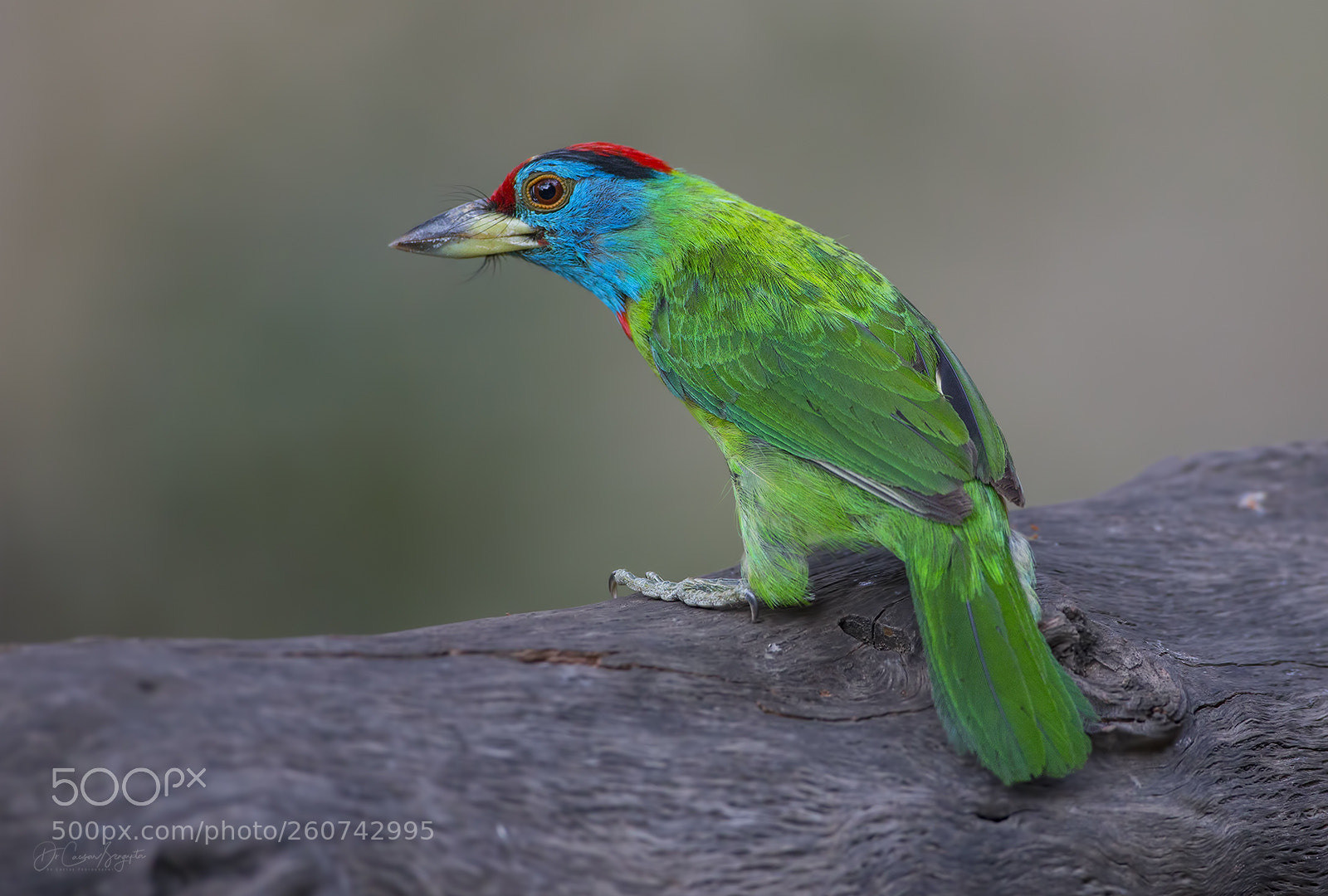 Canon EOS-1D X sample photo. Blue thorated barbet photography