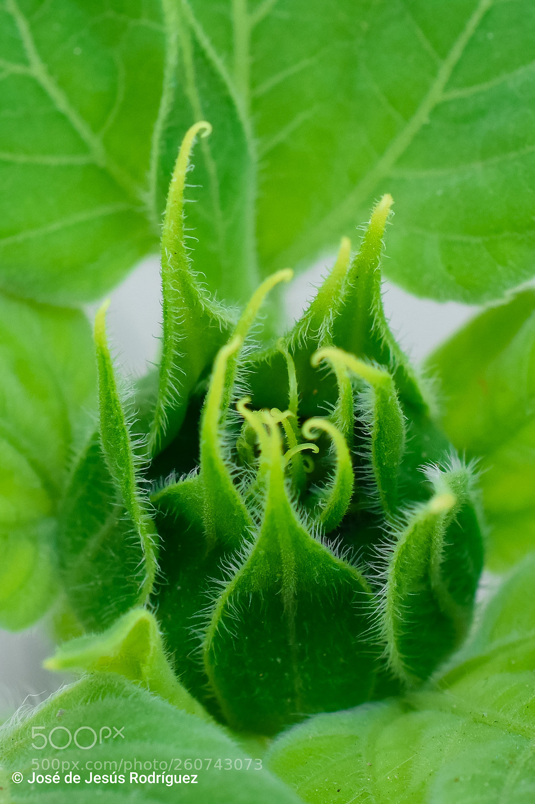 Nikon D7200 sample photo. Sunflower pre-bloom photography