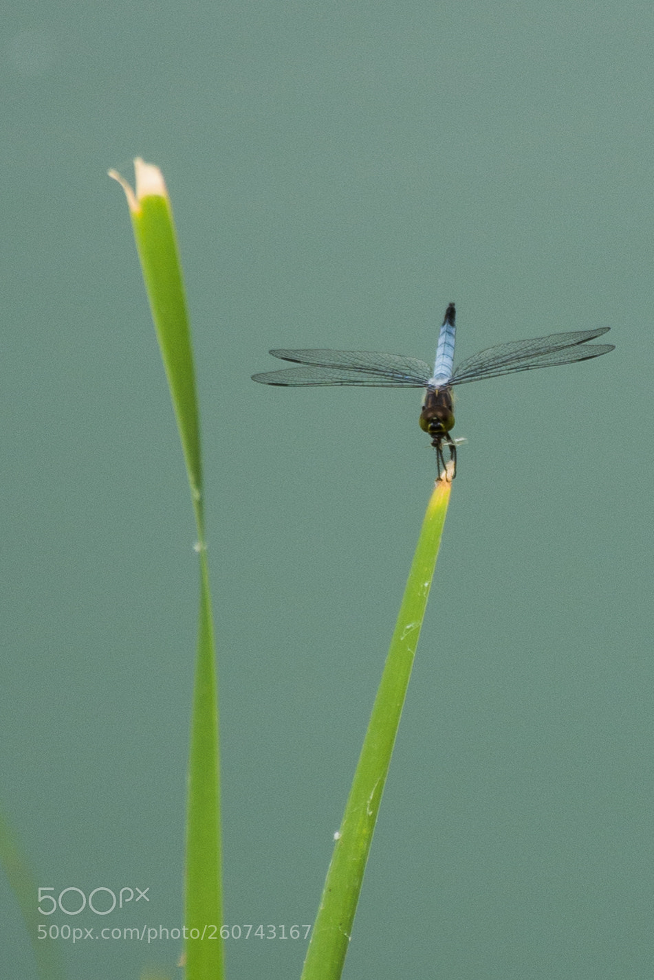 Nikon D7100 sample photo. Untitled photography
