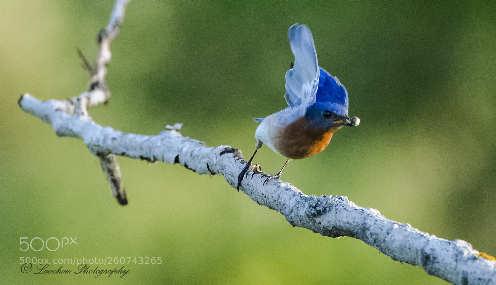 Nikon D5 sample photo. Blue bird photography