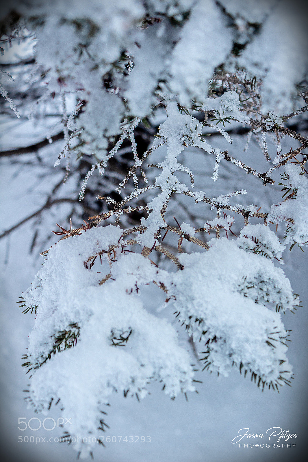 Canon EOS 1300D (EOS Rebel T6 / EOS Kiss X80) sample photo. Snowy branch photography