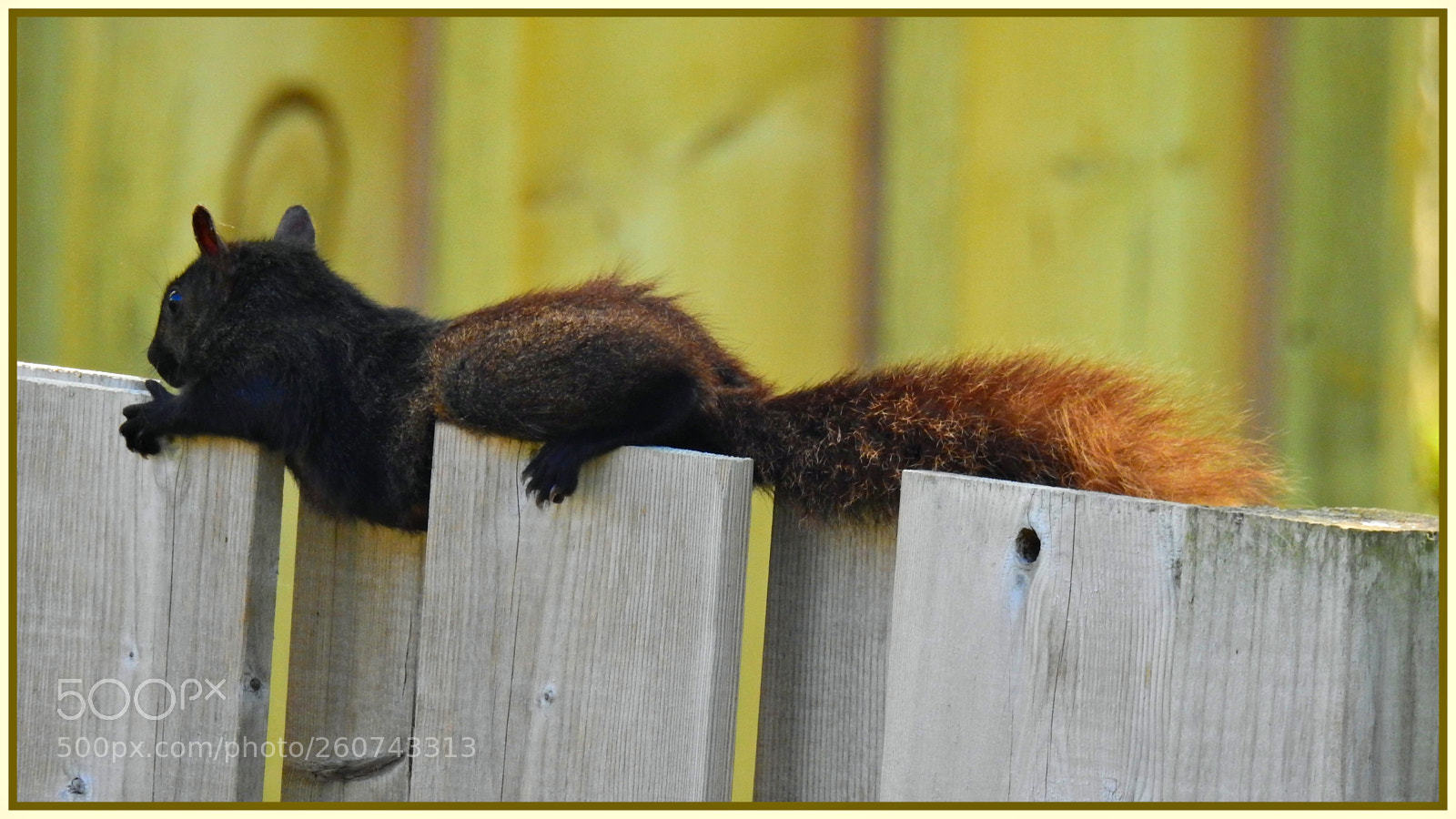 Nikon Coolpix P900 sample photo. Lazyday squirrel photography