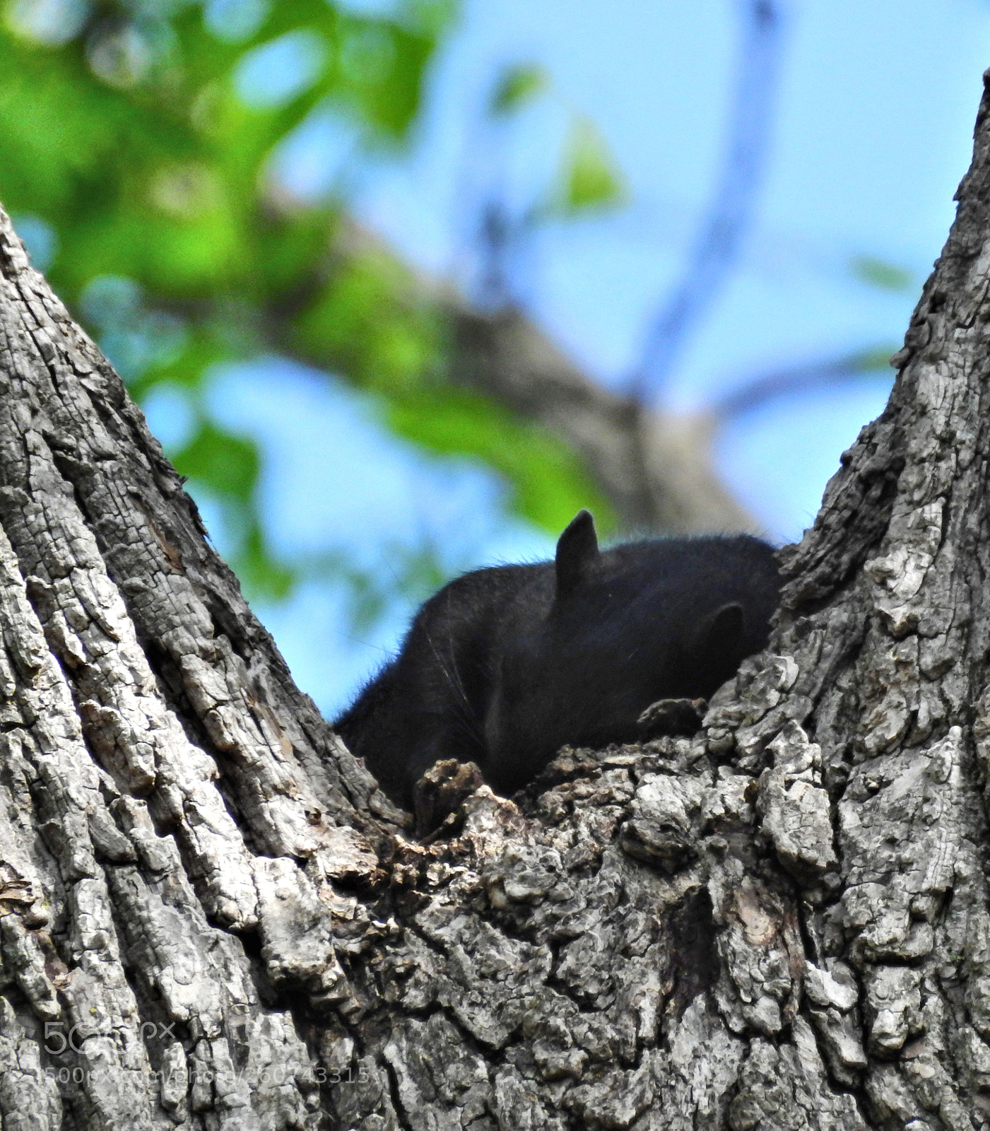 Nikon Coolpix P900 sample photo. Squirrel nap photography