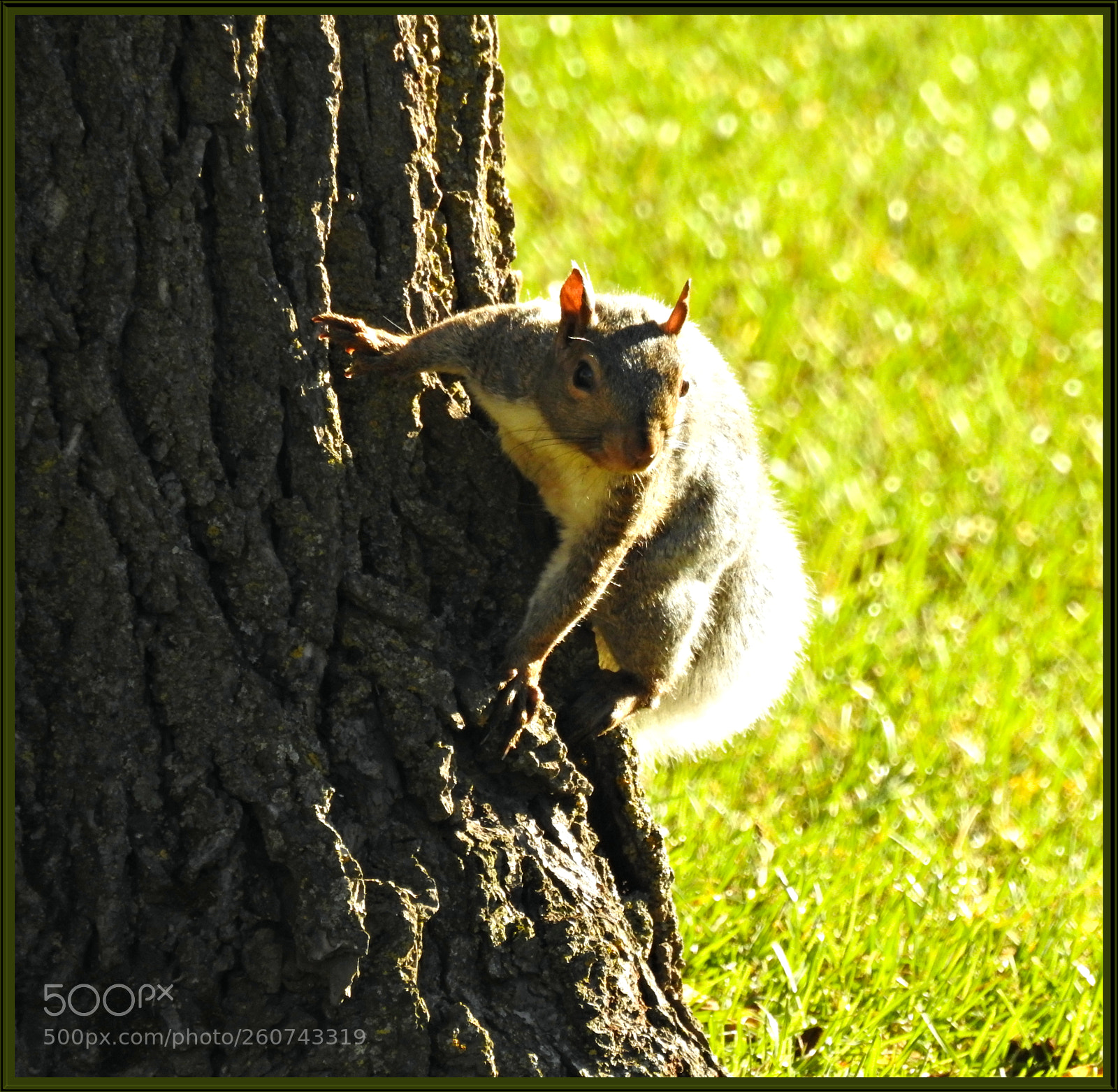 Nikon Coolpix P900 sample photo. Sunny day squirrel photography