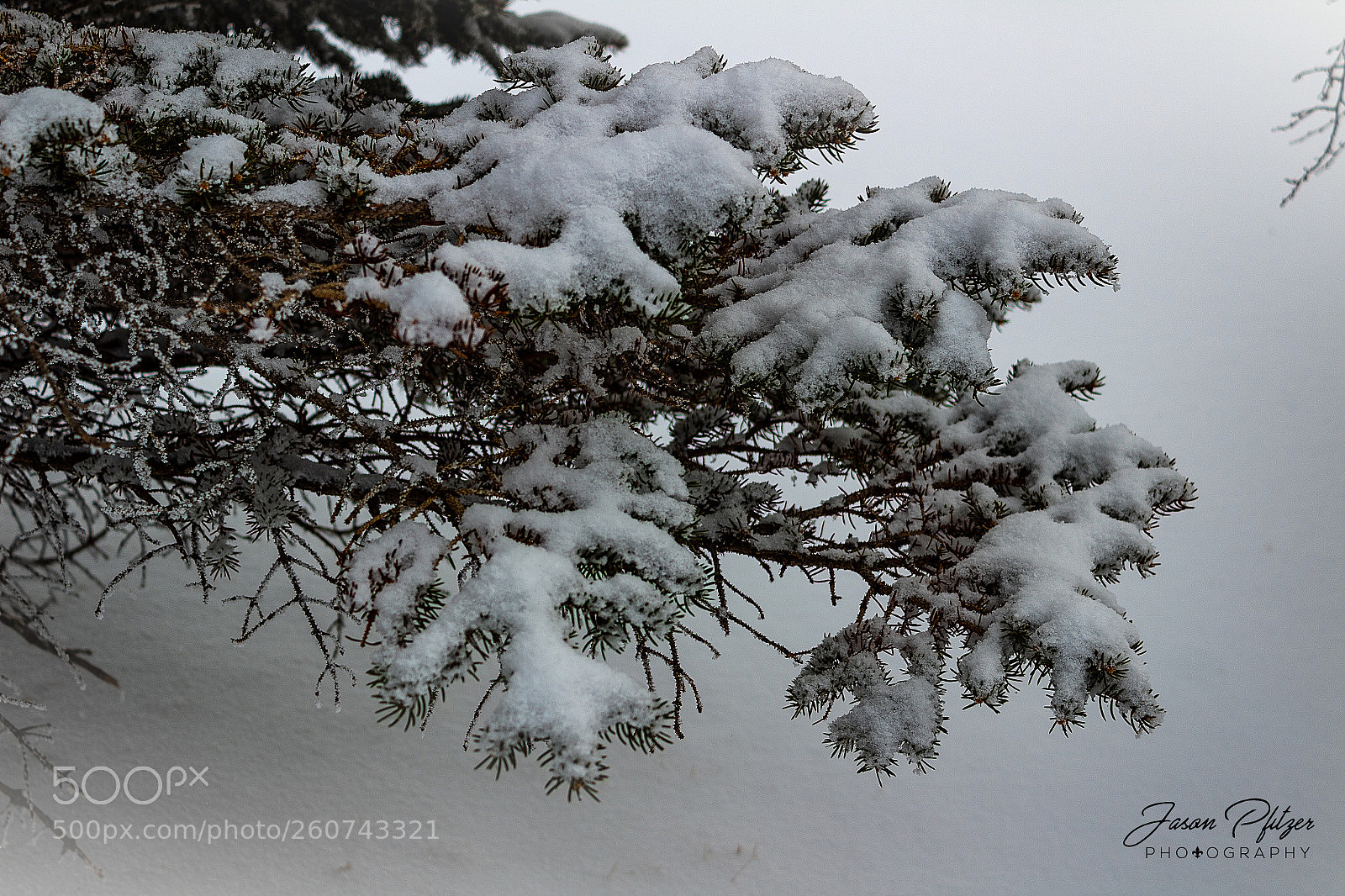 Canon EOS 1300D (EOS Rebel T6 / EOS Kiss X80) sample photo. Snowy branches 2 photography