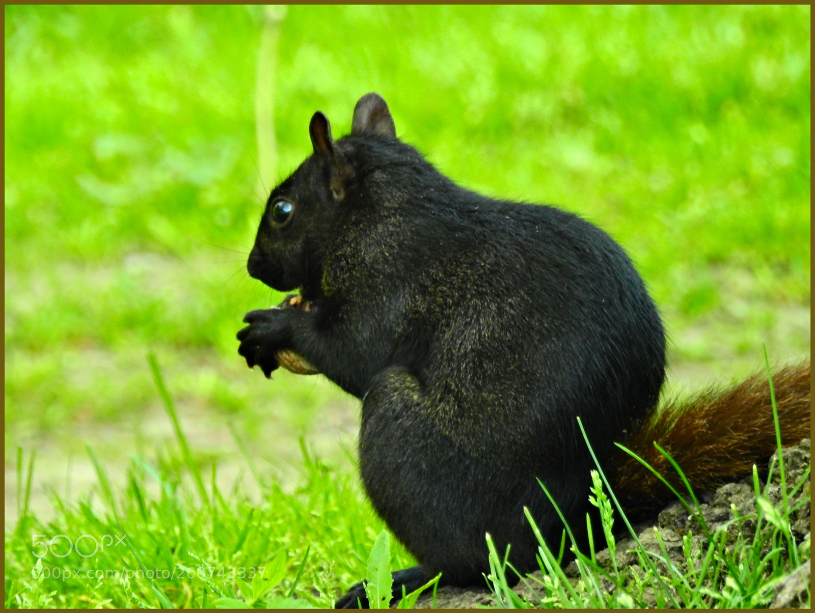 Nikon Coolpix P900 sample photo. Busy black squirrel photography