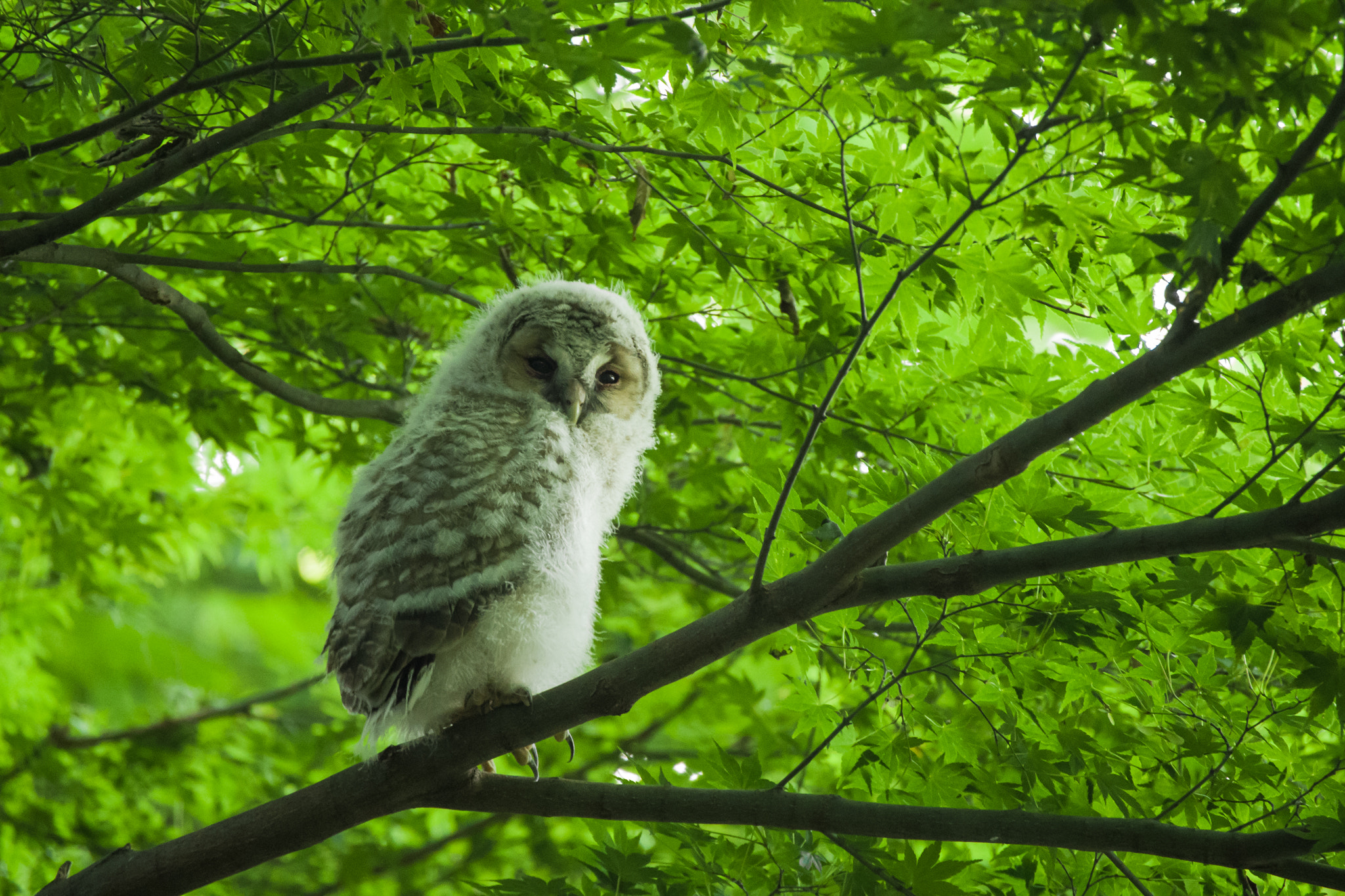 Pentax K-1 Mark II sample photo. Owl baby photography