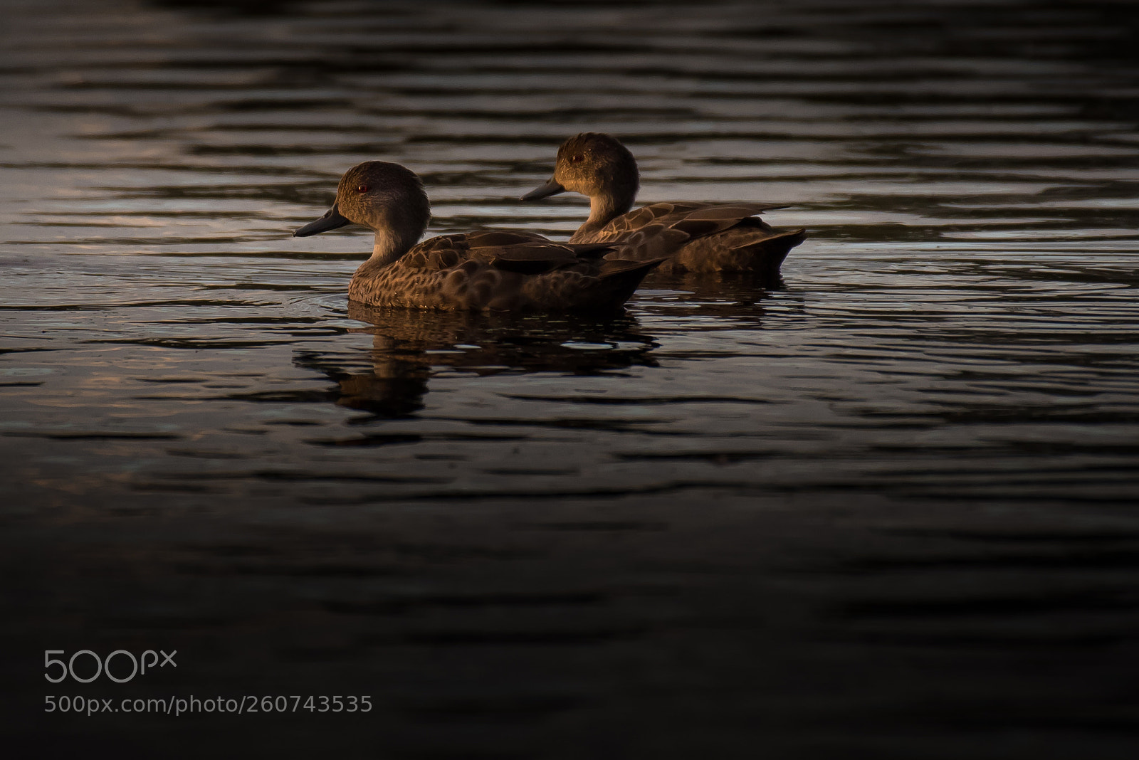Nikon D750 sample photo. Hardheads at sunset photography