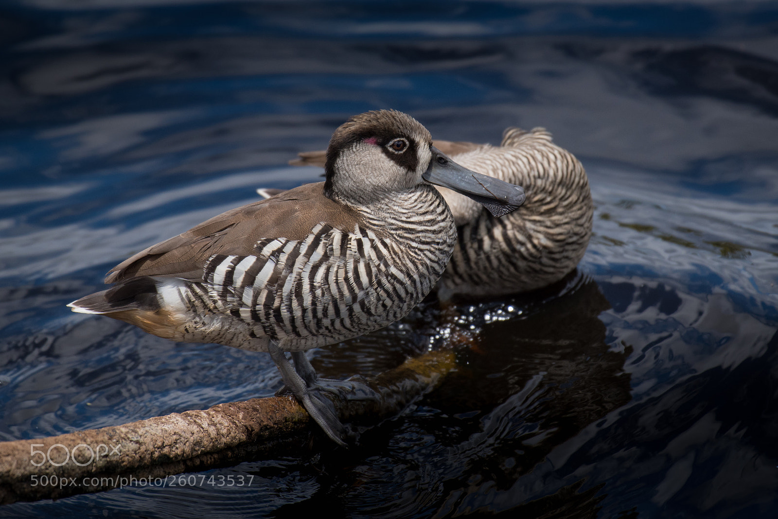 Nikon D750 sample photo. Pink eared duck photography