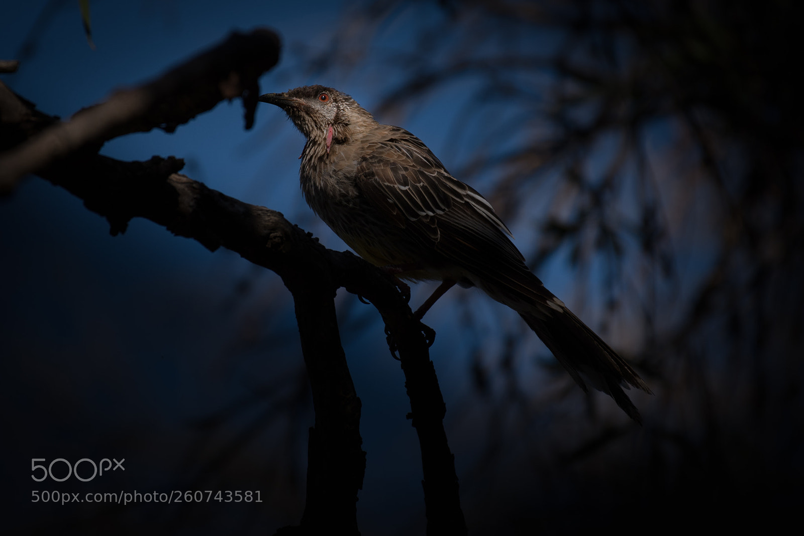 Nikon D750 sample photo. Western red wattlebird photography