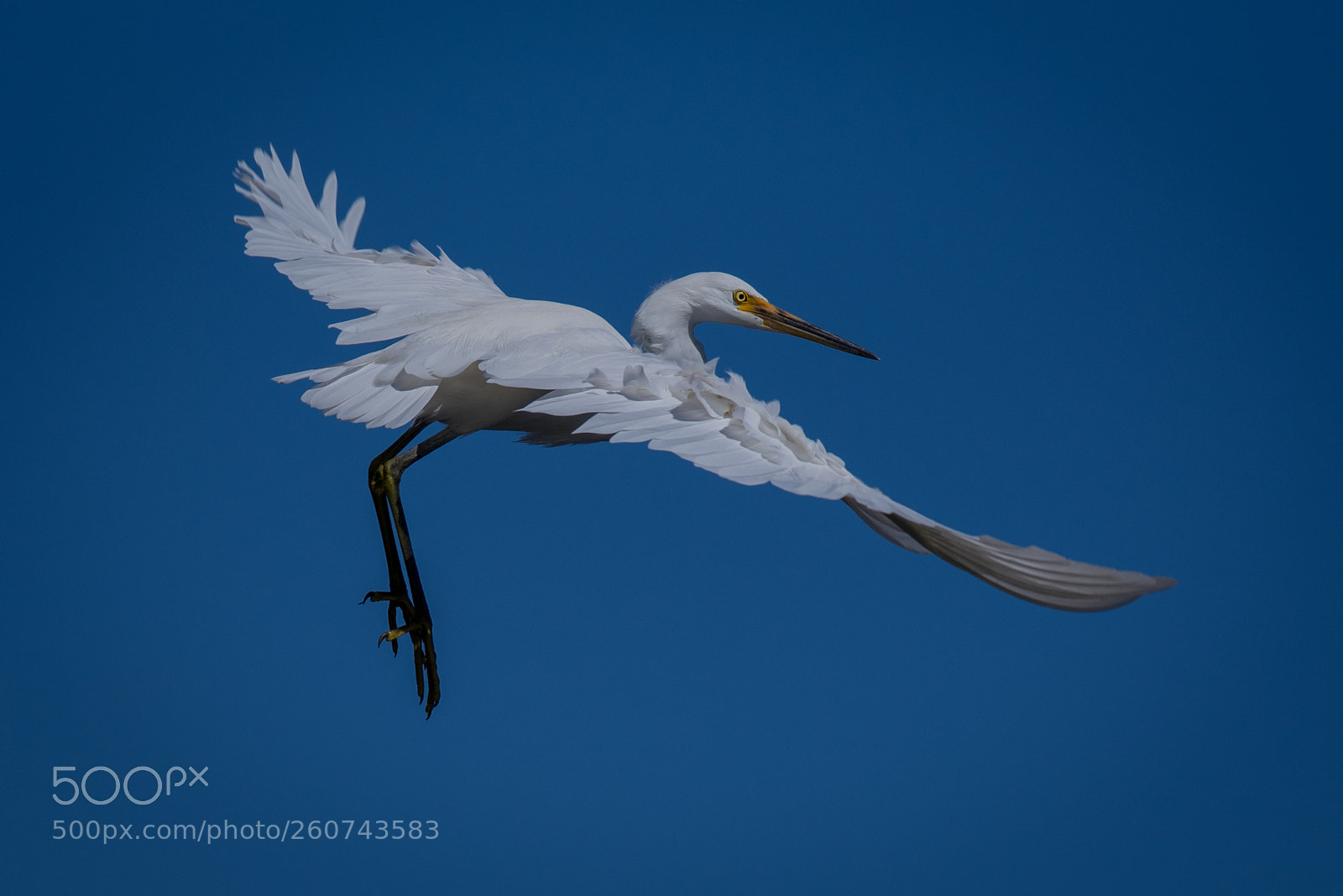 Nikon D750 sample photo. Great eastern egret photography