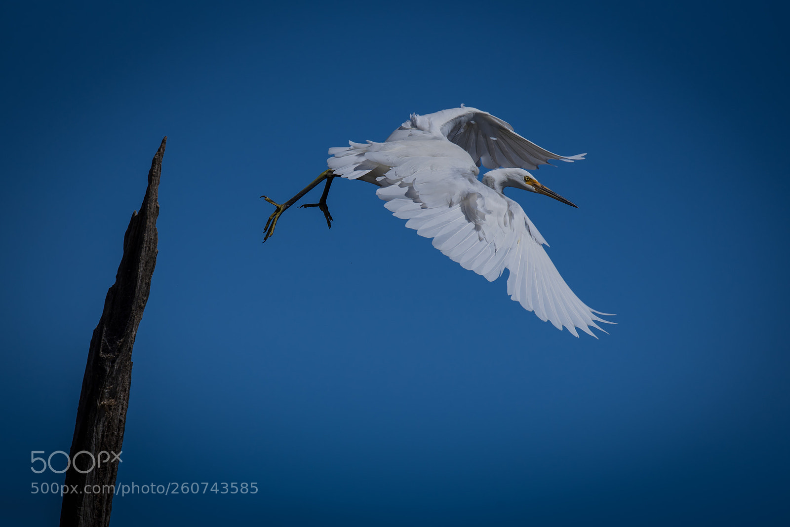 Nikon D750 sample photo. Great eastern egret photography
