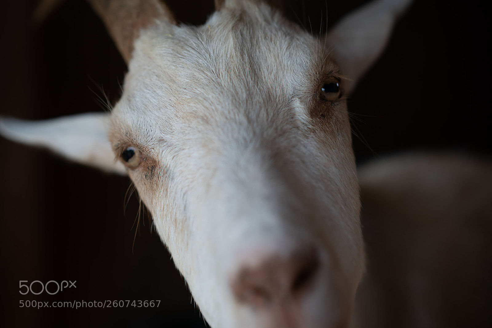 Sony a7R III sample photo. Goat face photography