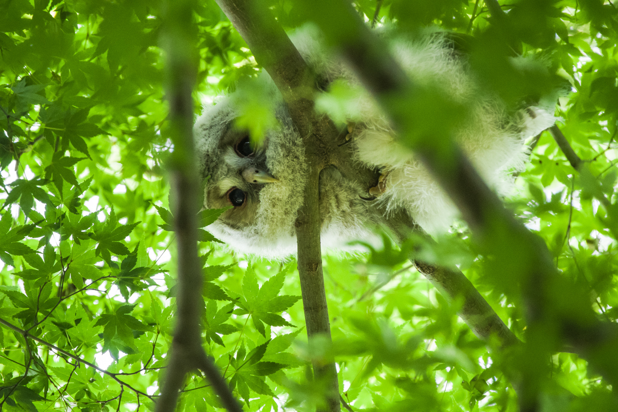 Pentax K-1 Mark II sample photo. On a branch photography