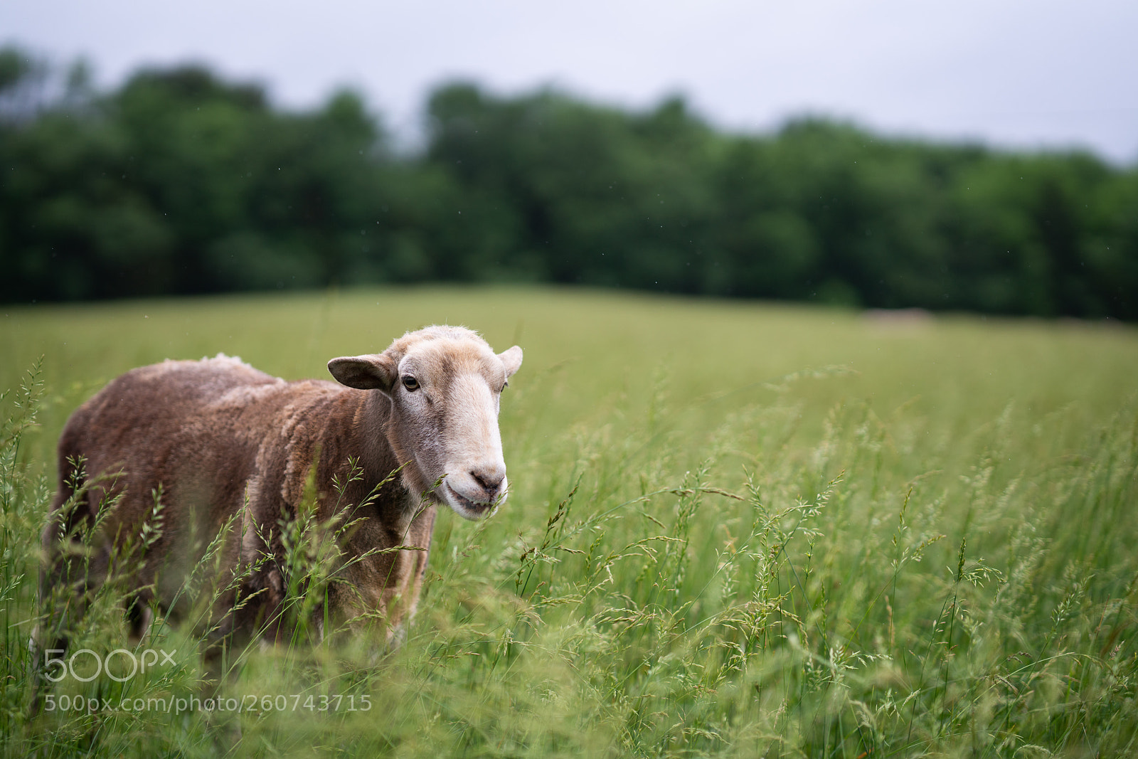 Sony a7R III sample photo. Sheep in the rain photography