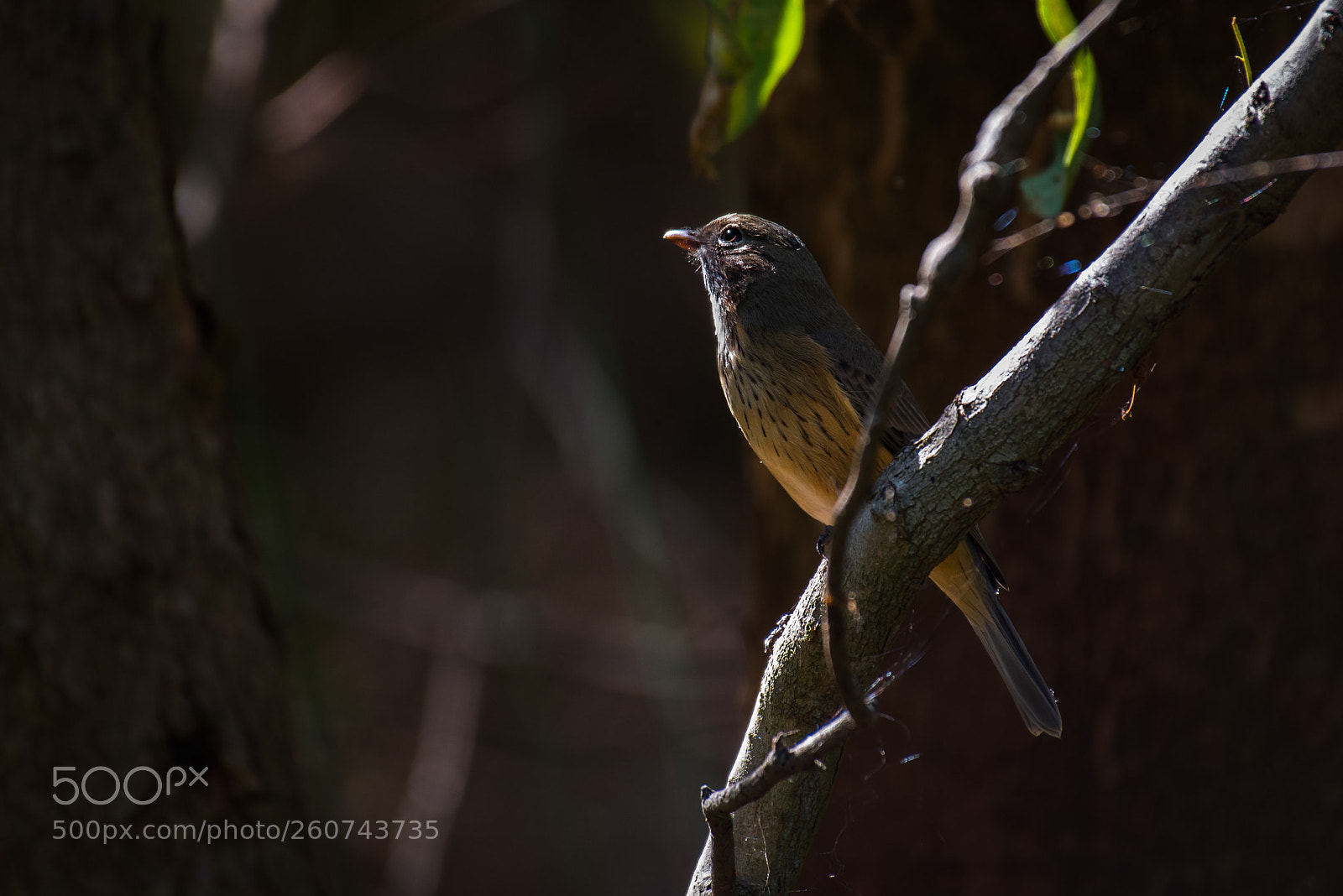 Nikon D750 sample photo. Rufous whistler f photography