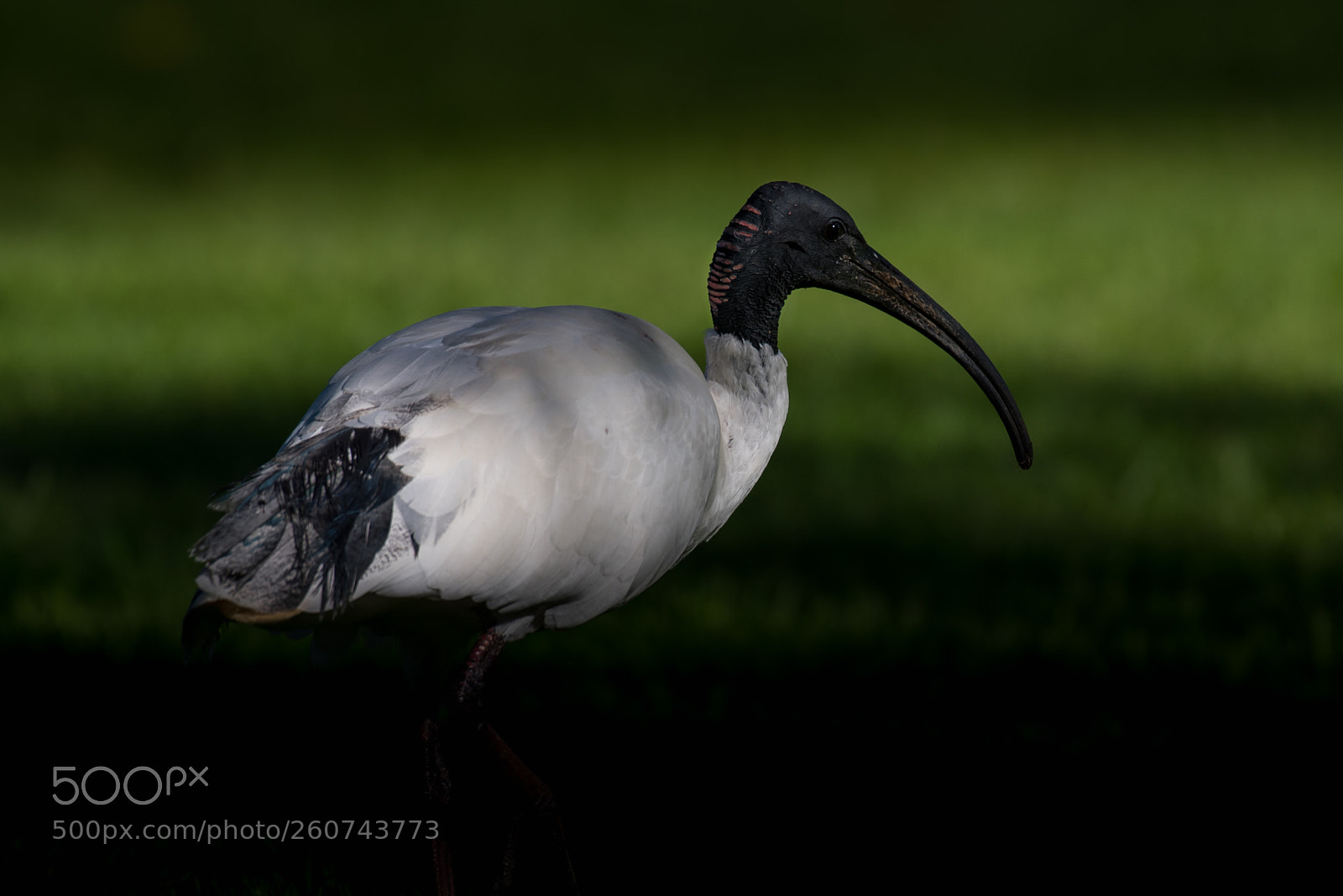 Nikon D750 sample photo. Australian white ibis photography