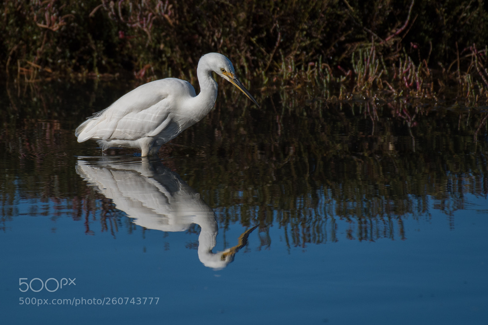 Nikon D750 sample photo. Great eastern egret photography