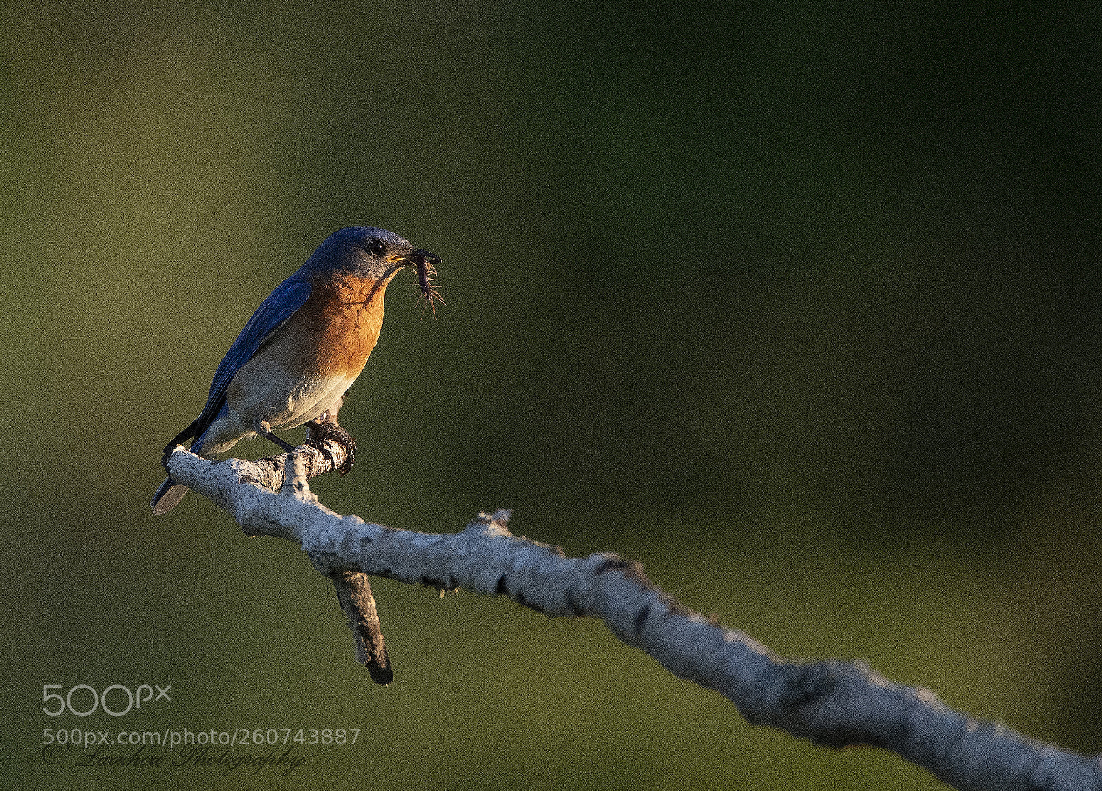 Nikon D5 sample photo. Blue bird 2 photography