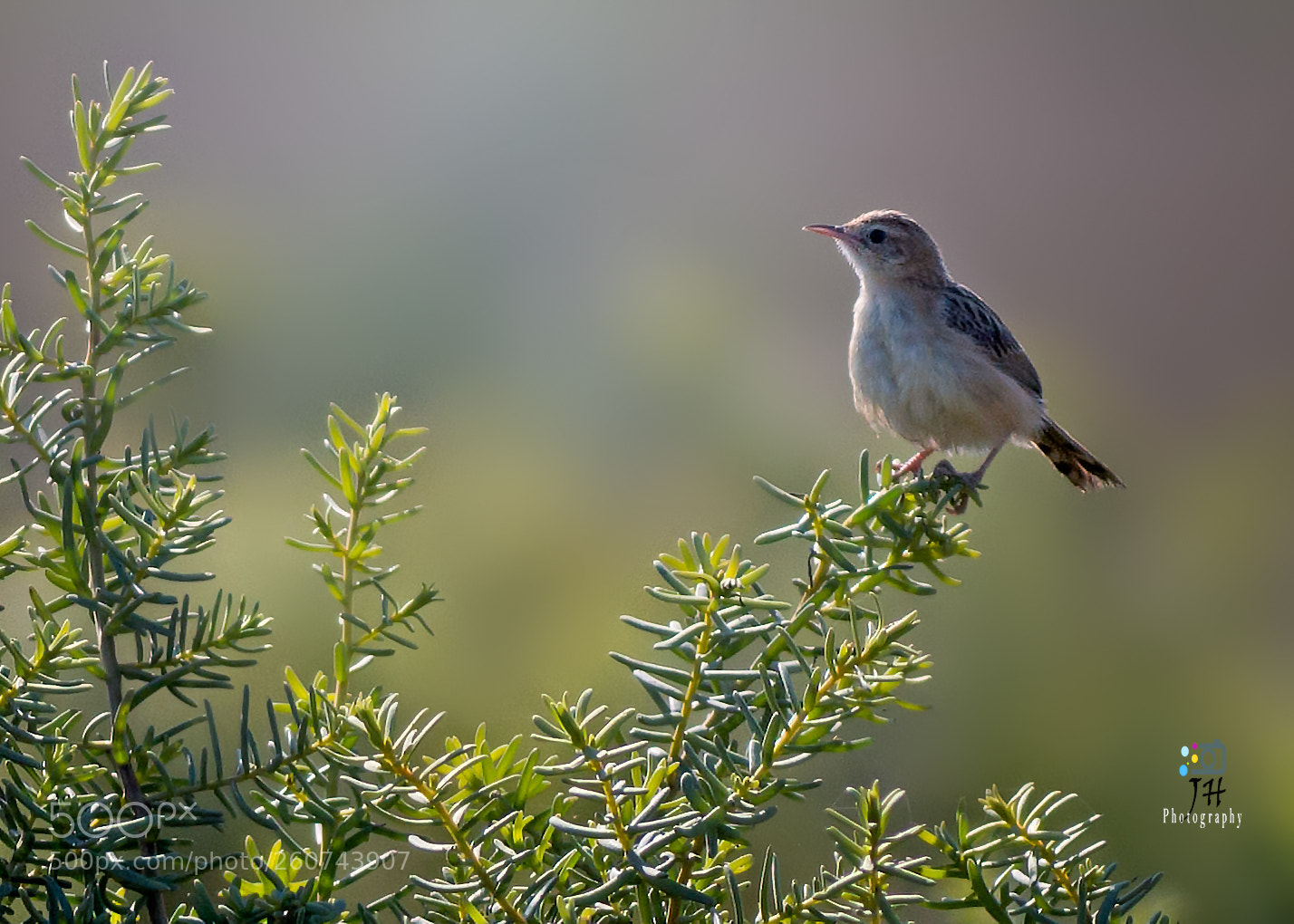 Canon EOS 70D sample photo. Zitting cisticola photography
