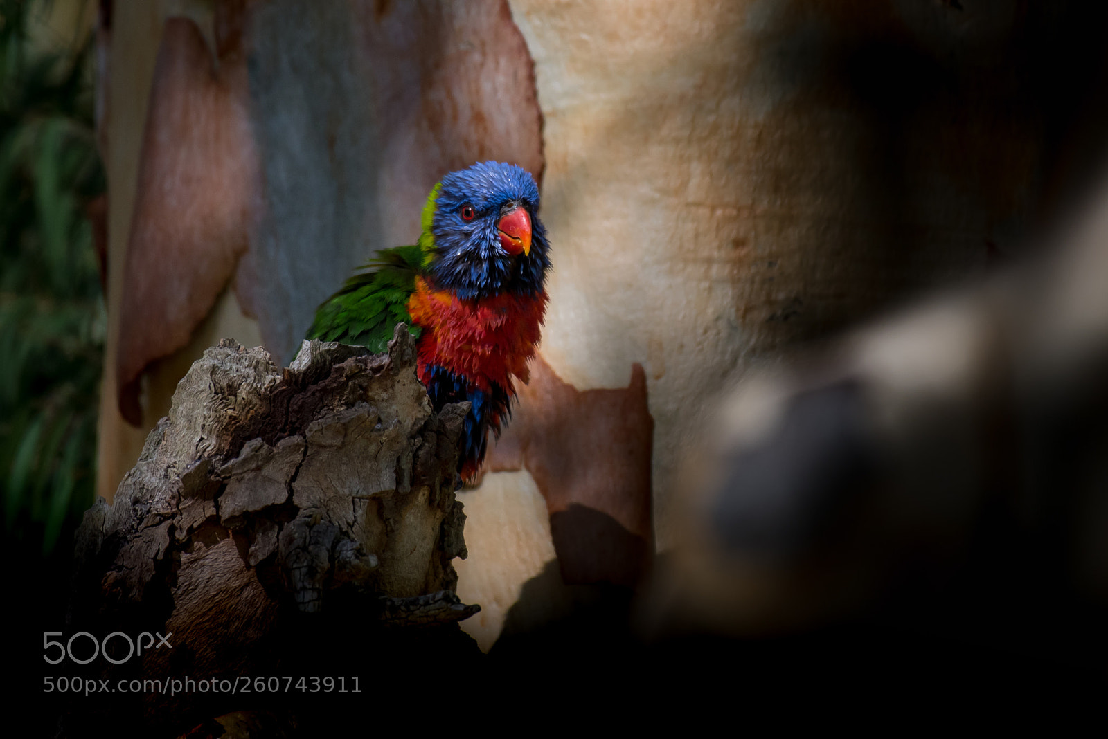Nikon D750 sample photo. Rainbow  lorikeet photography