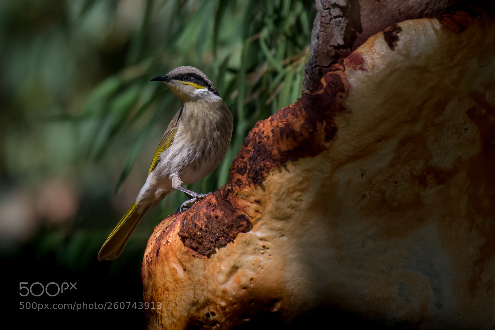 Nikon D750 sample photo. Singing honeyeater photography