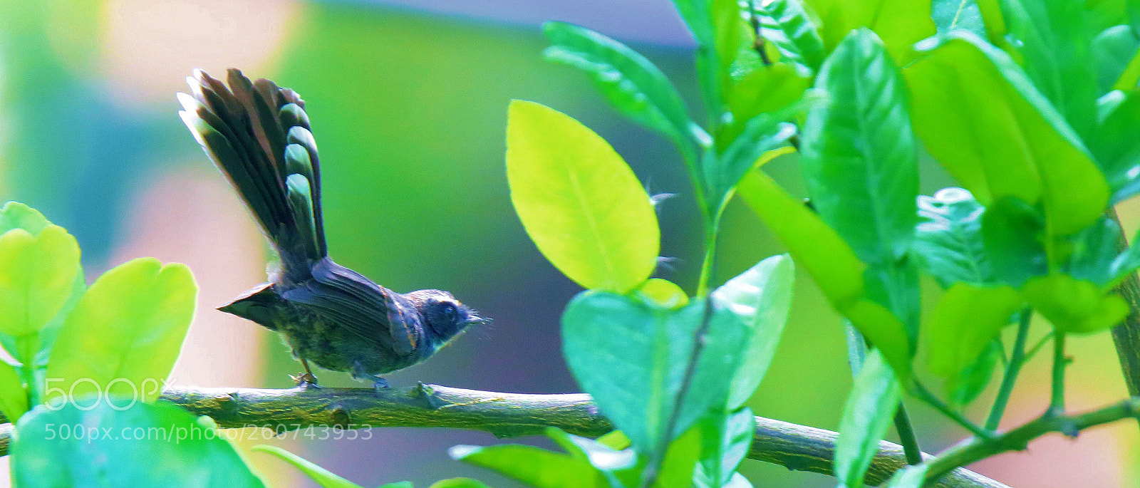 Canon EOS 7D Mark II sample photo. White-throated fantail photography