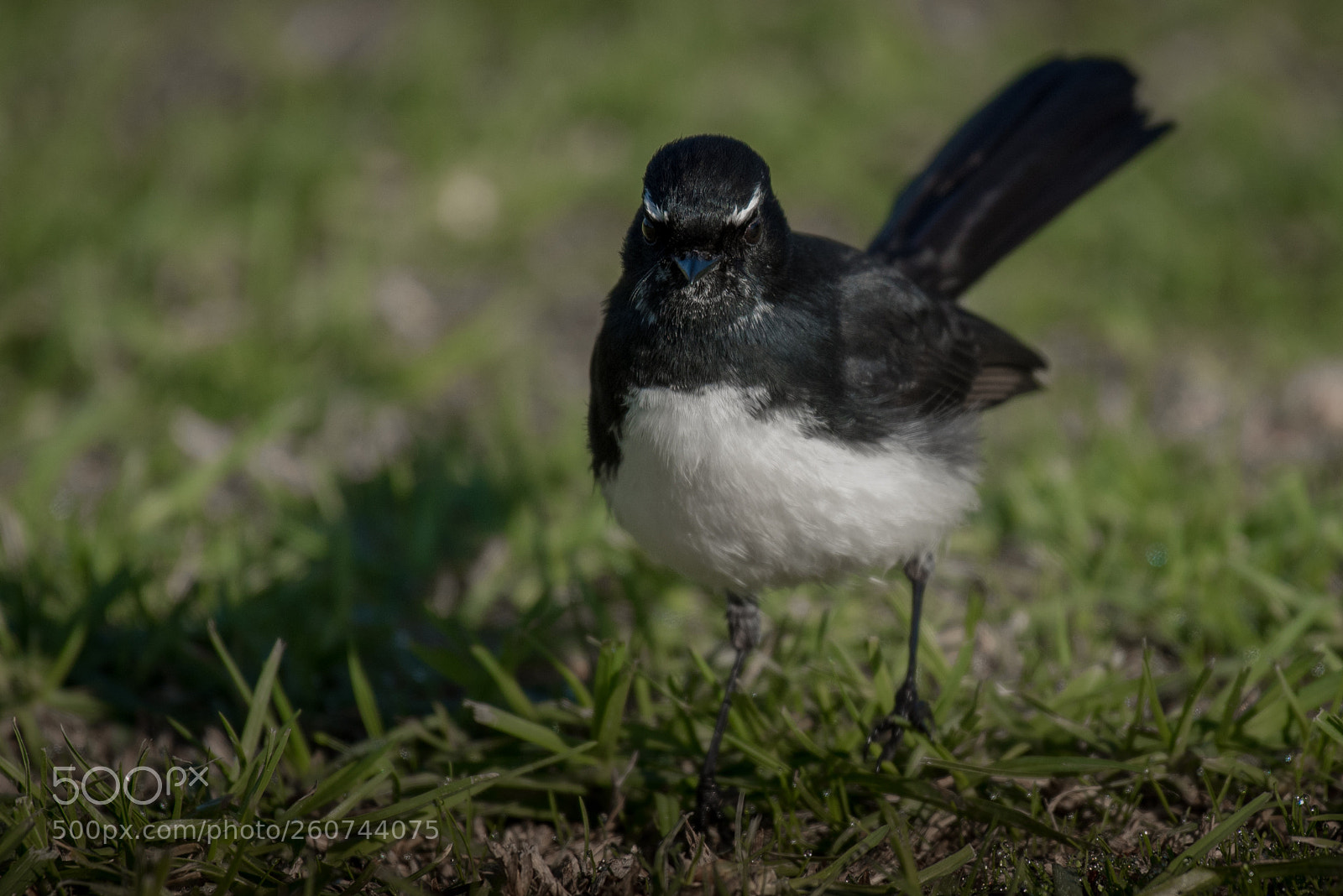 Nikon D750 sample photo. Willie wagtail photography