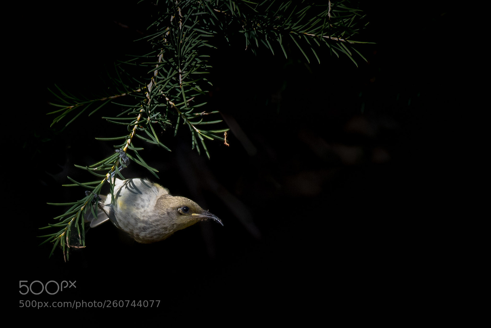 Nikon D750 sample photo. Brown honey eater photography