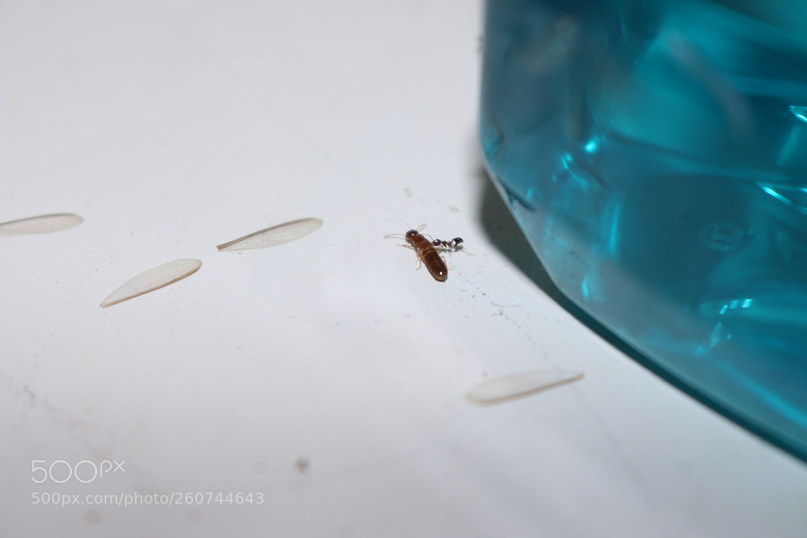 Canon EOS 700D (EOS Rebel T5i / EOS Kiss X7i) sample photo. Tiny warzone 2 photography