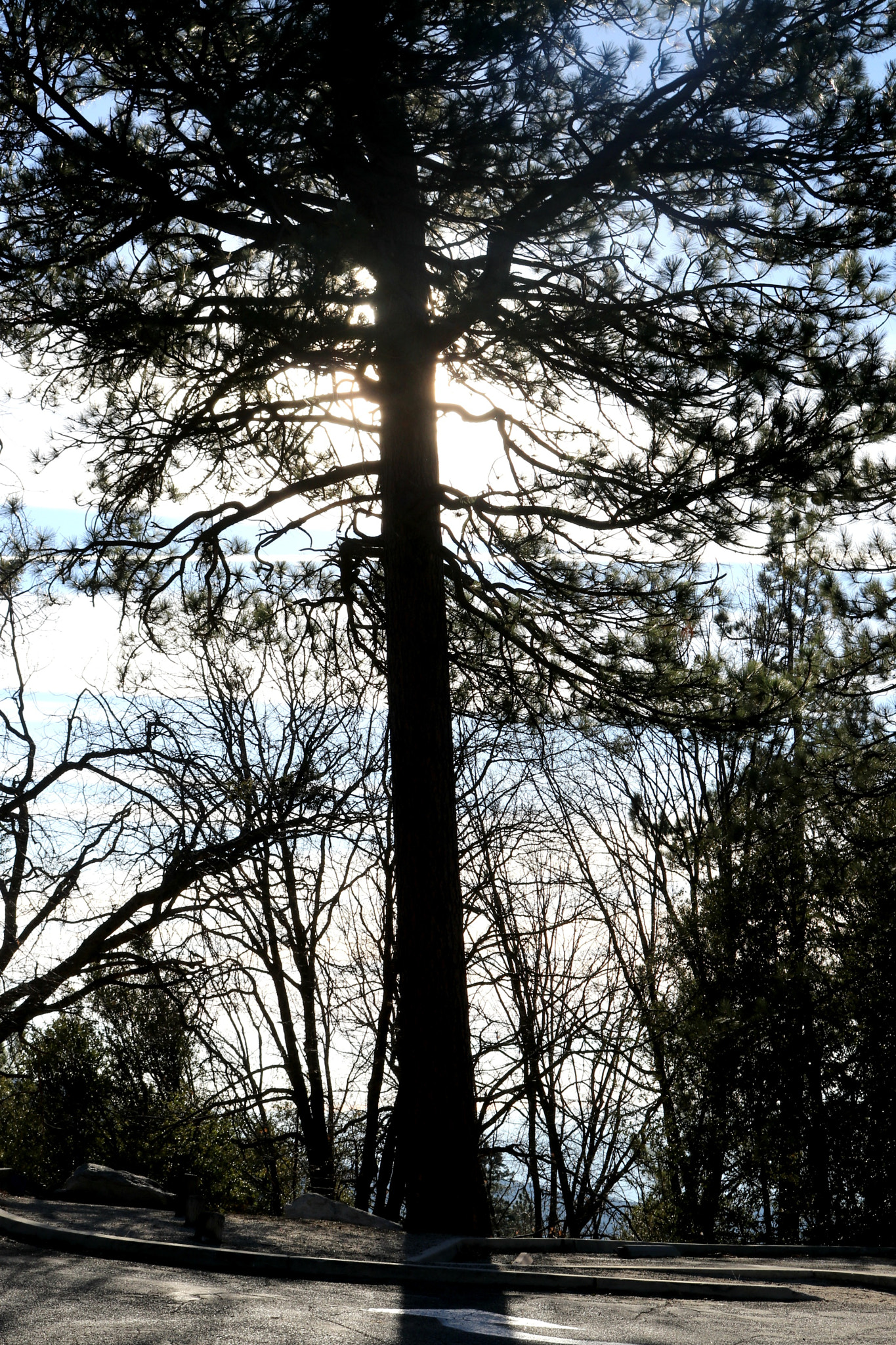 Canon EOS 80D sample photo. Trees photography