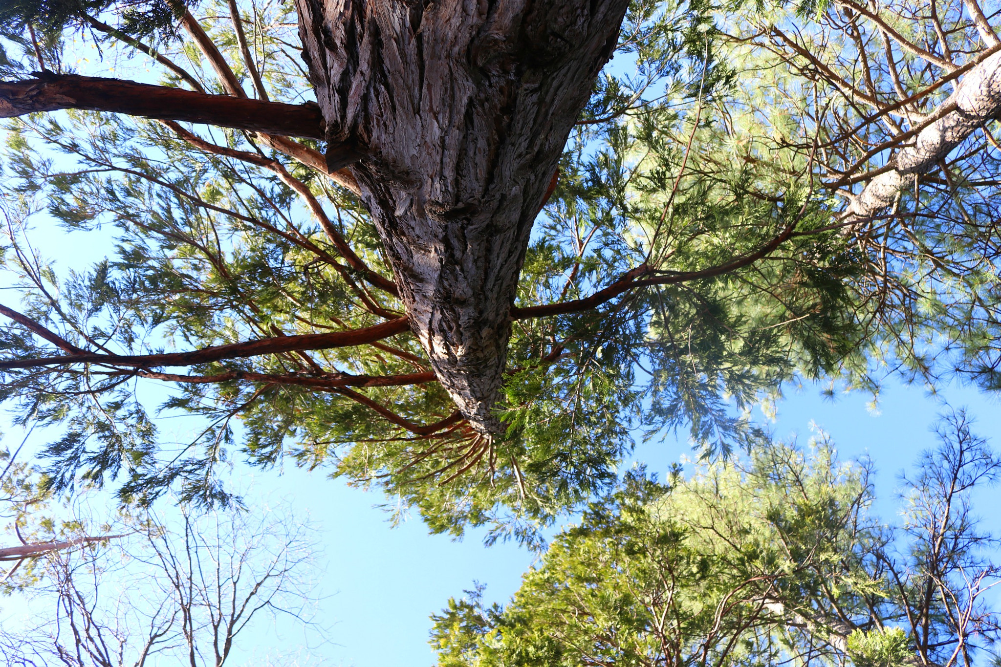 Canon EOS 80D sample photo. Trees photography