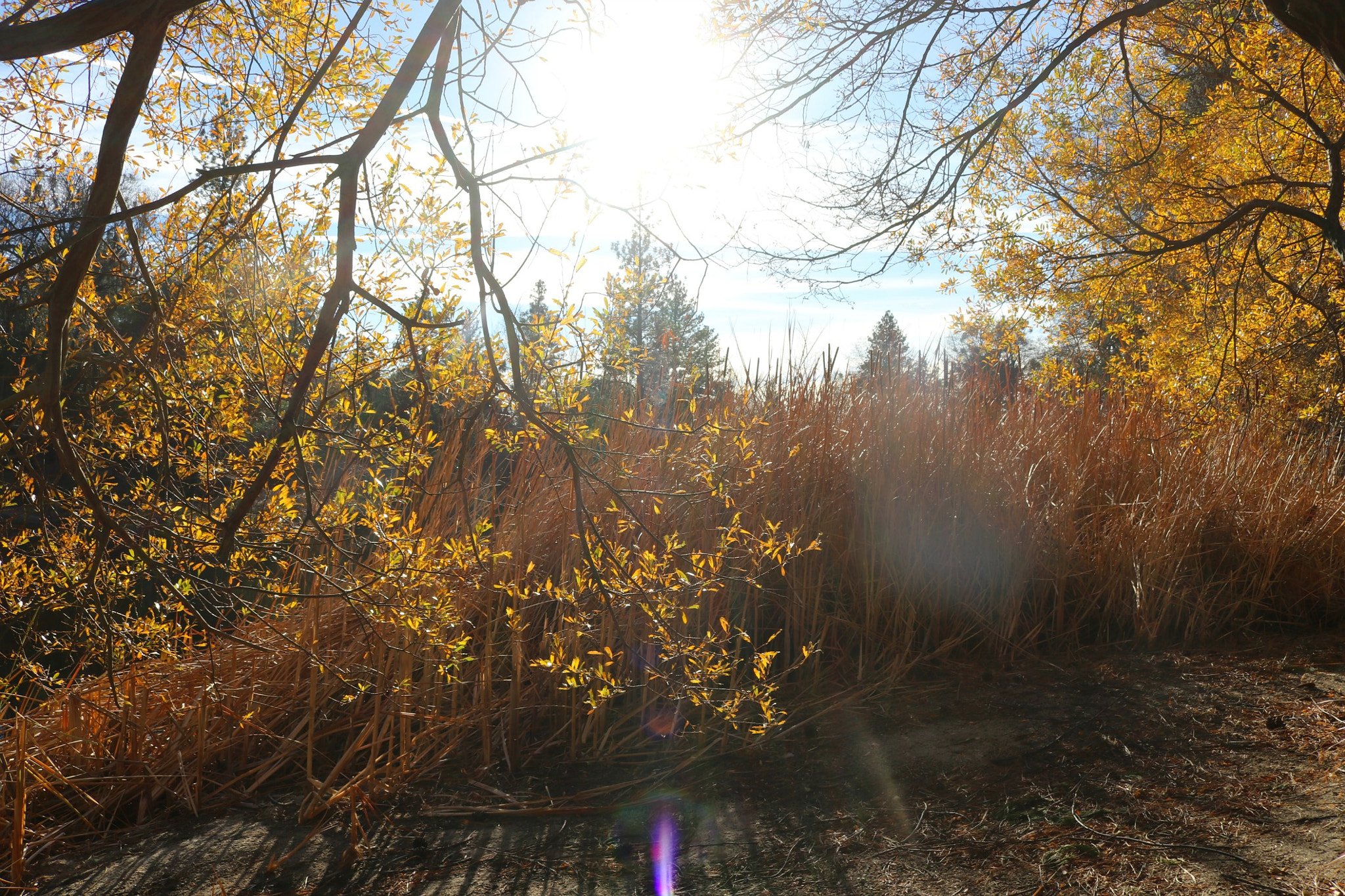 Canon EOS 80D sample photo. Trees photography