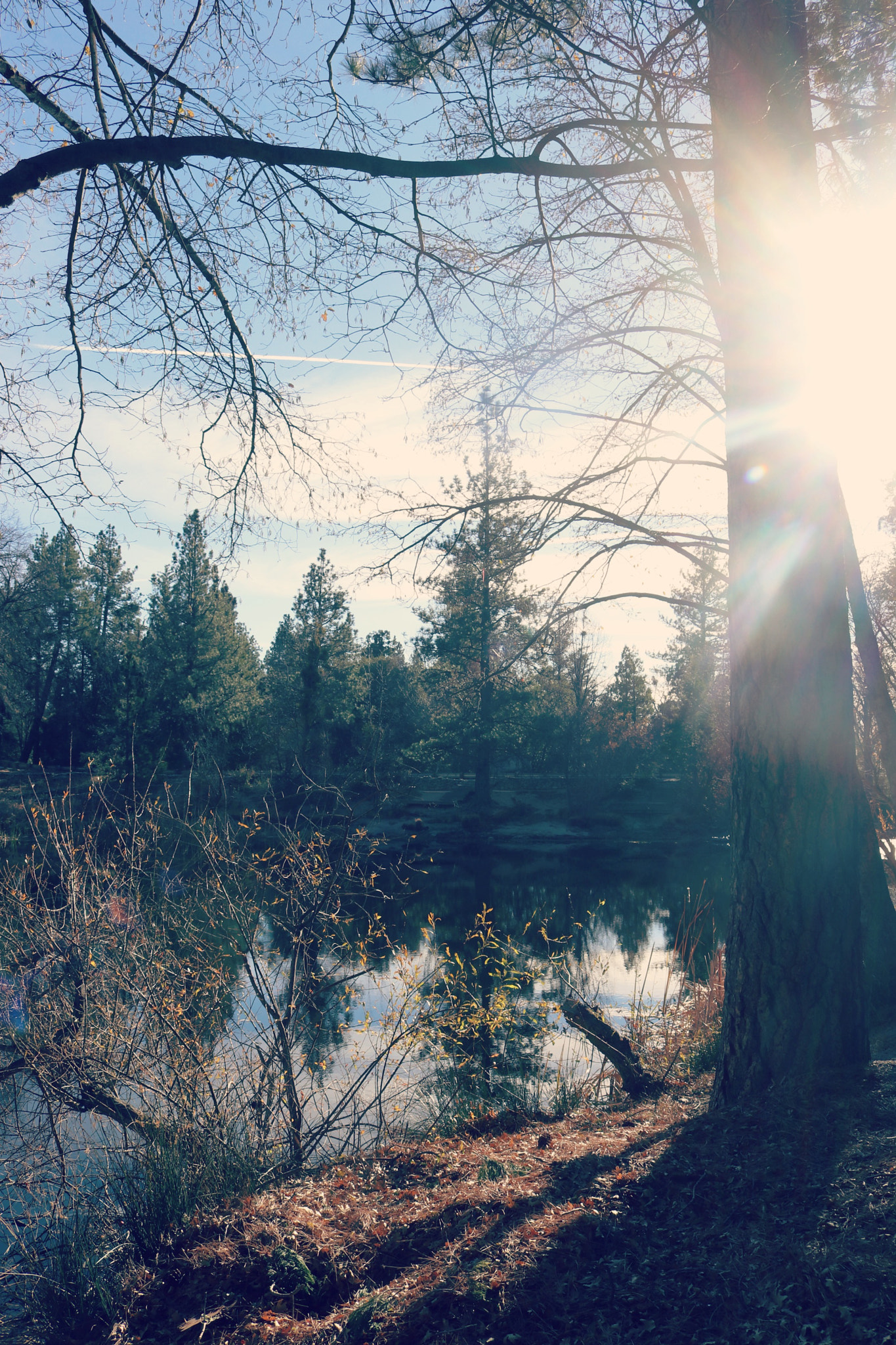 Canon EOS 80D sample photo. Trees photography