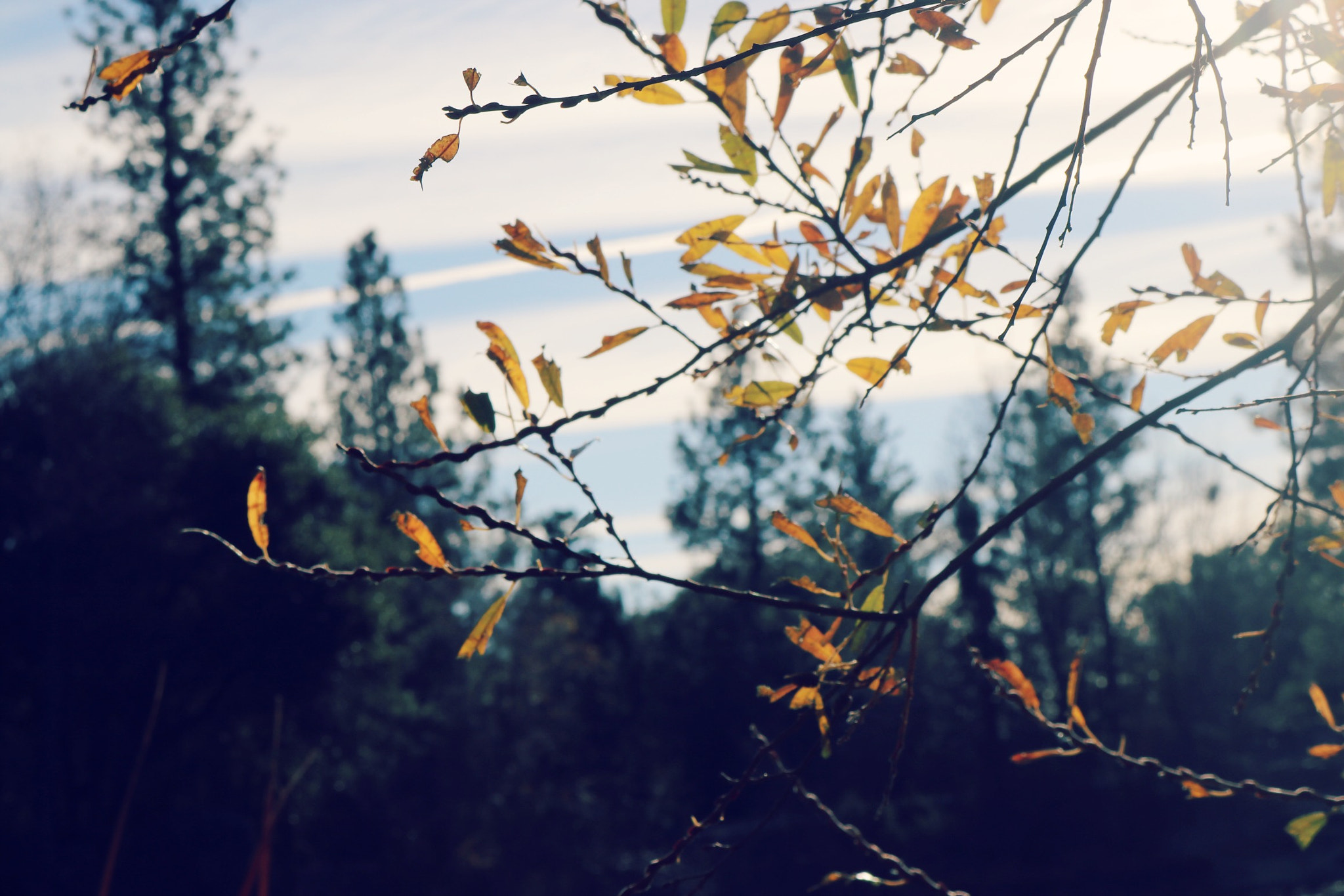 Canon EOS 80D sample photo. Trees photography