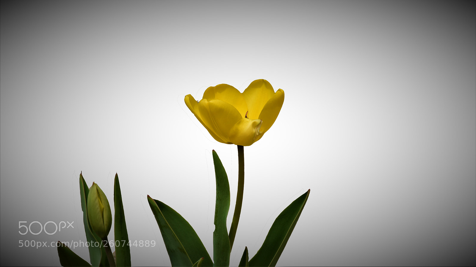 Nikon D5500 sample photo. Edited flower photography