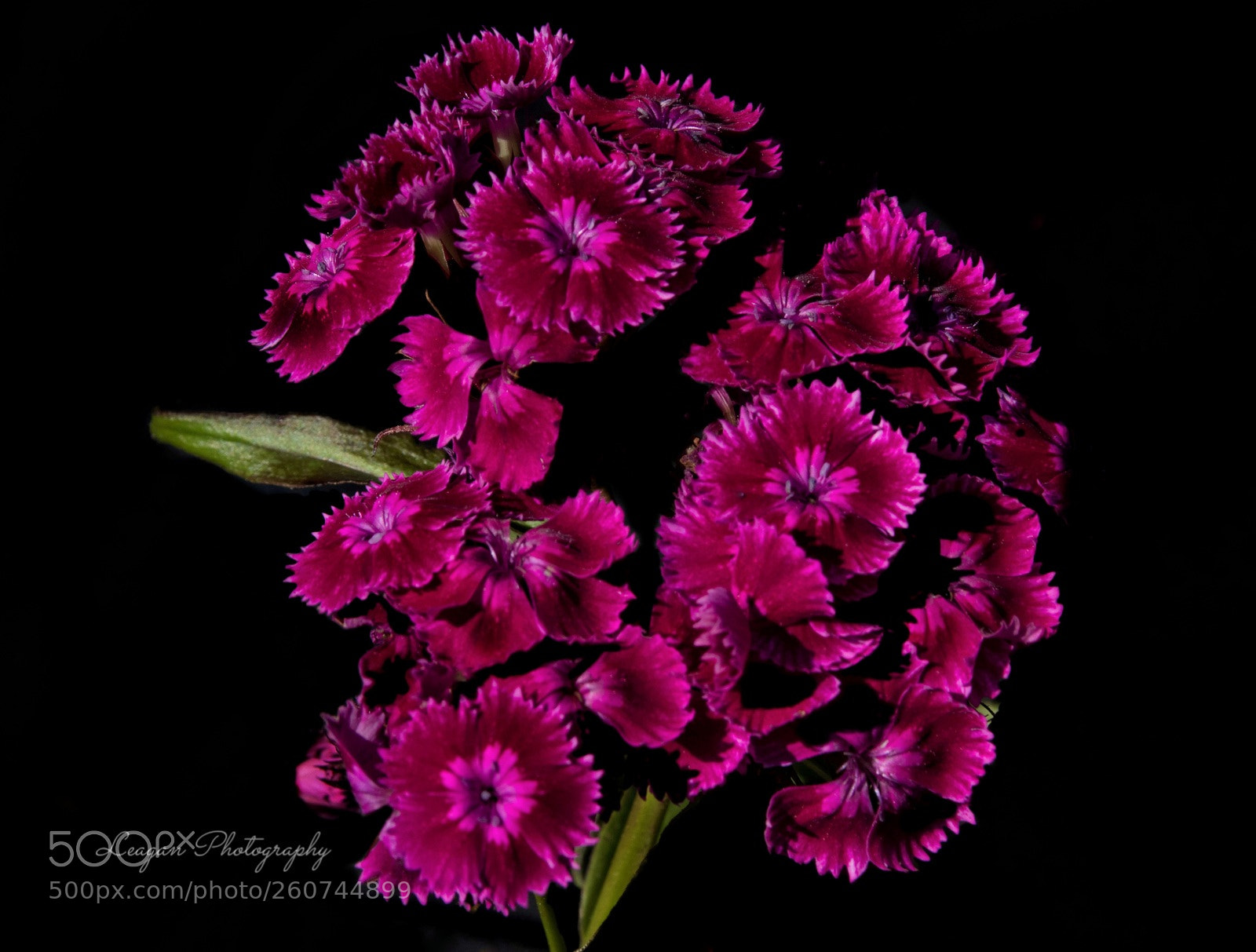 Canon EOS 80D sample photo. Sweet william photography