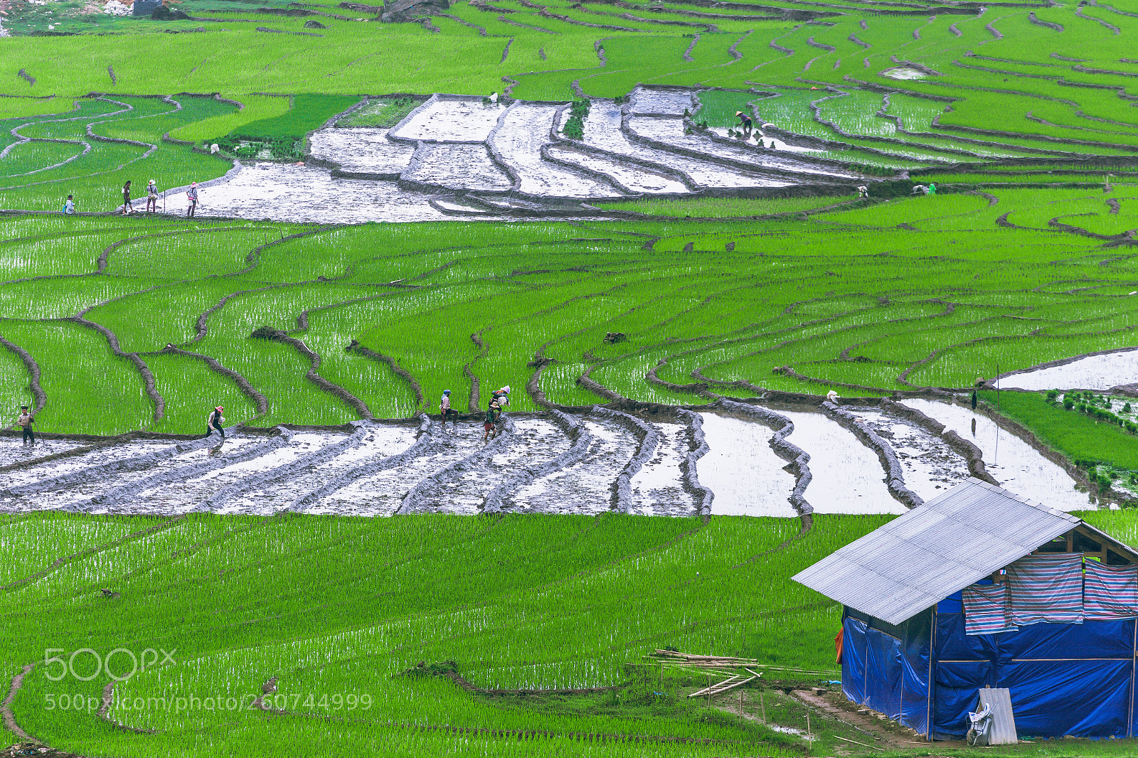 Canon EOS 6D sample photo. Rice rice rice photography