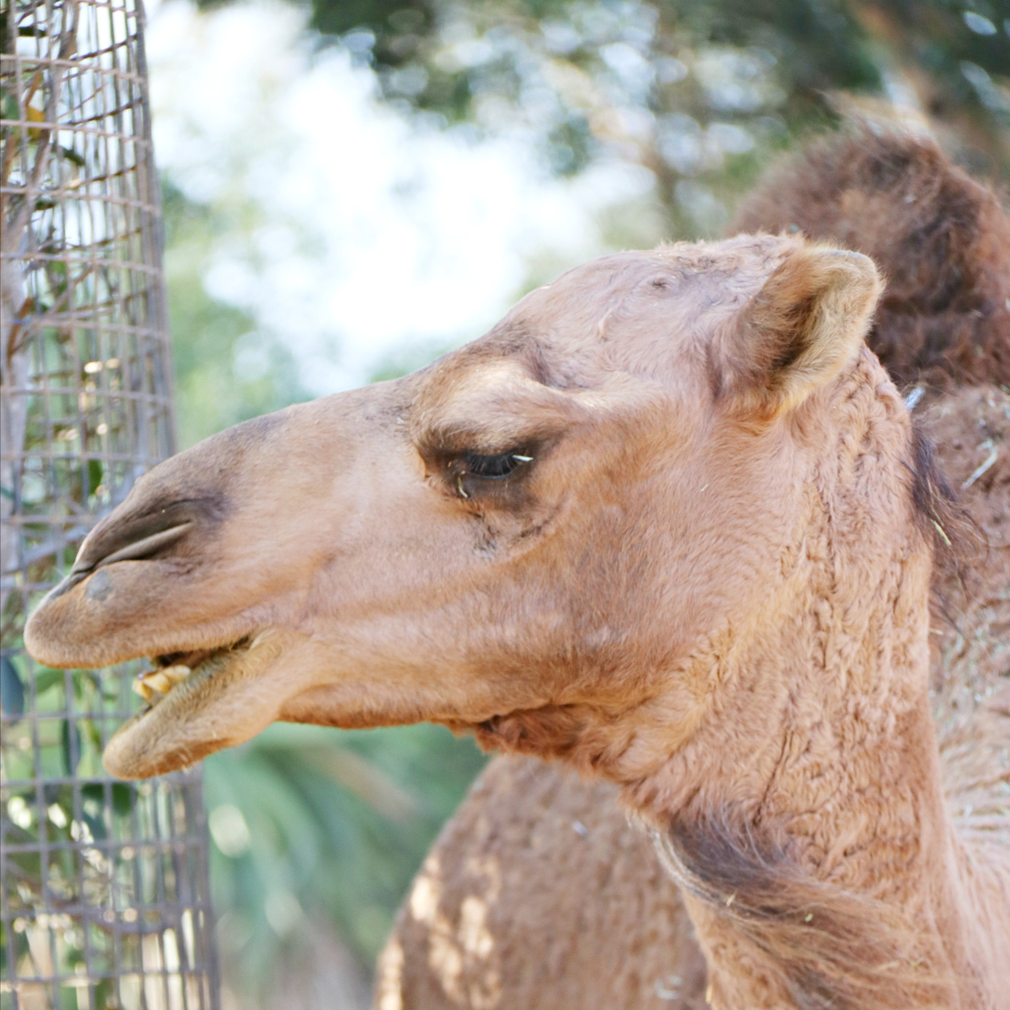 Canon EF-S 18-200mm F3.5-5.6 IS sample photo. Camels photography