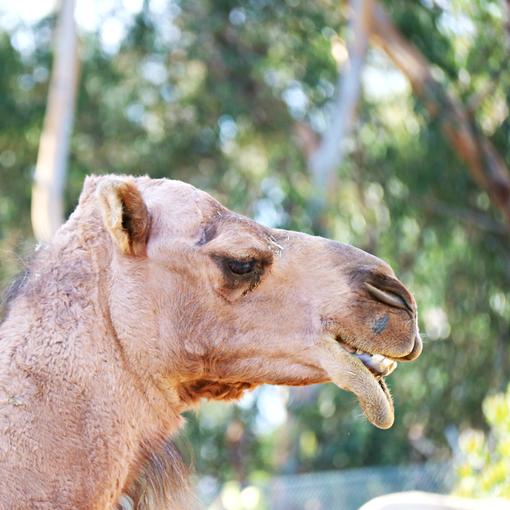 Canon EOS 80D sample photo. Camels photography