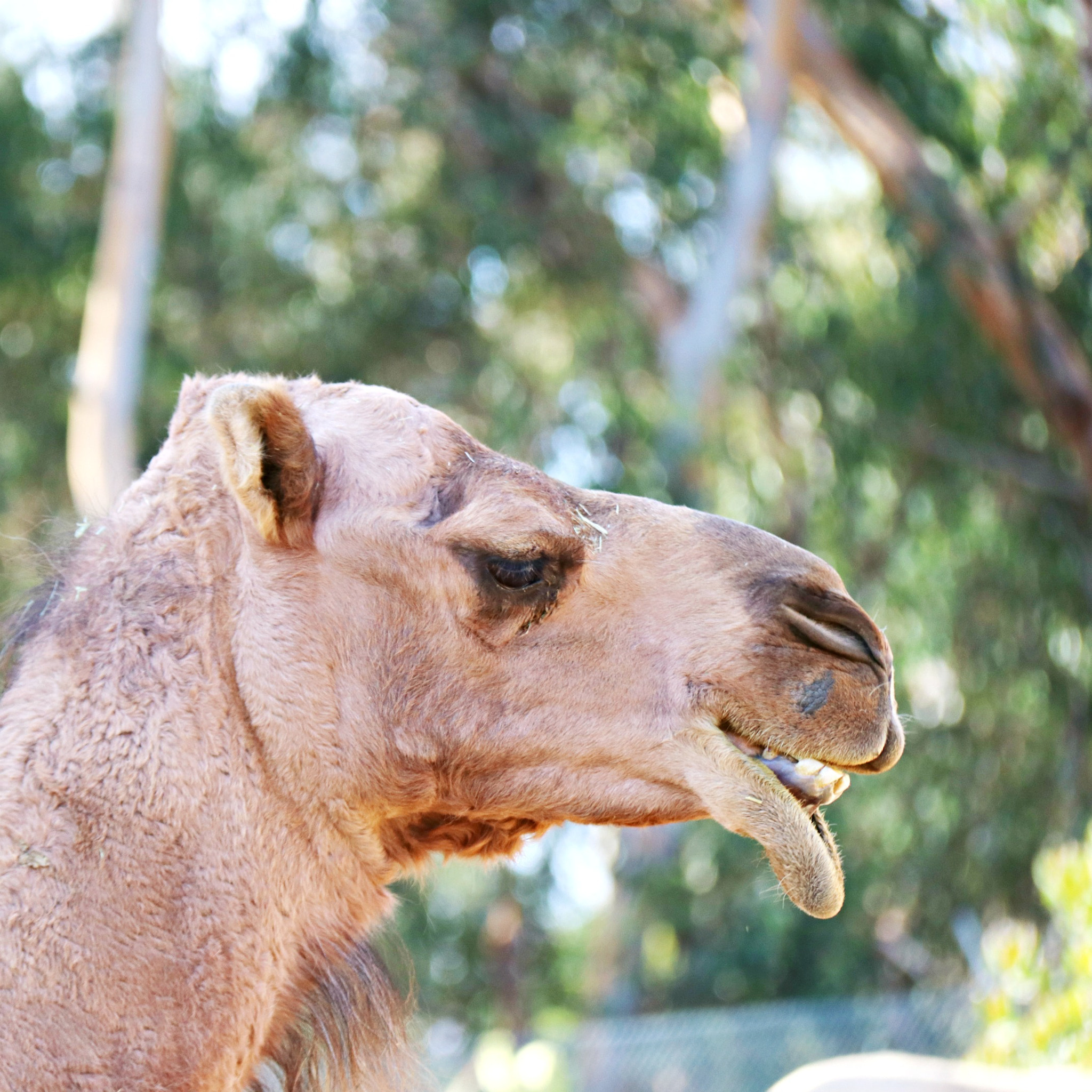Canon EF-S 18-200mm F3.5-5.6 IS sample photo. Camels photography